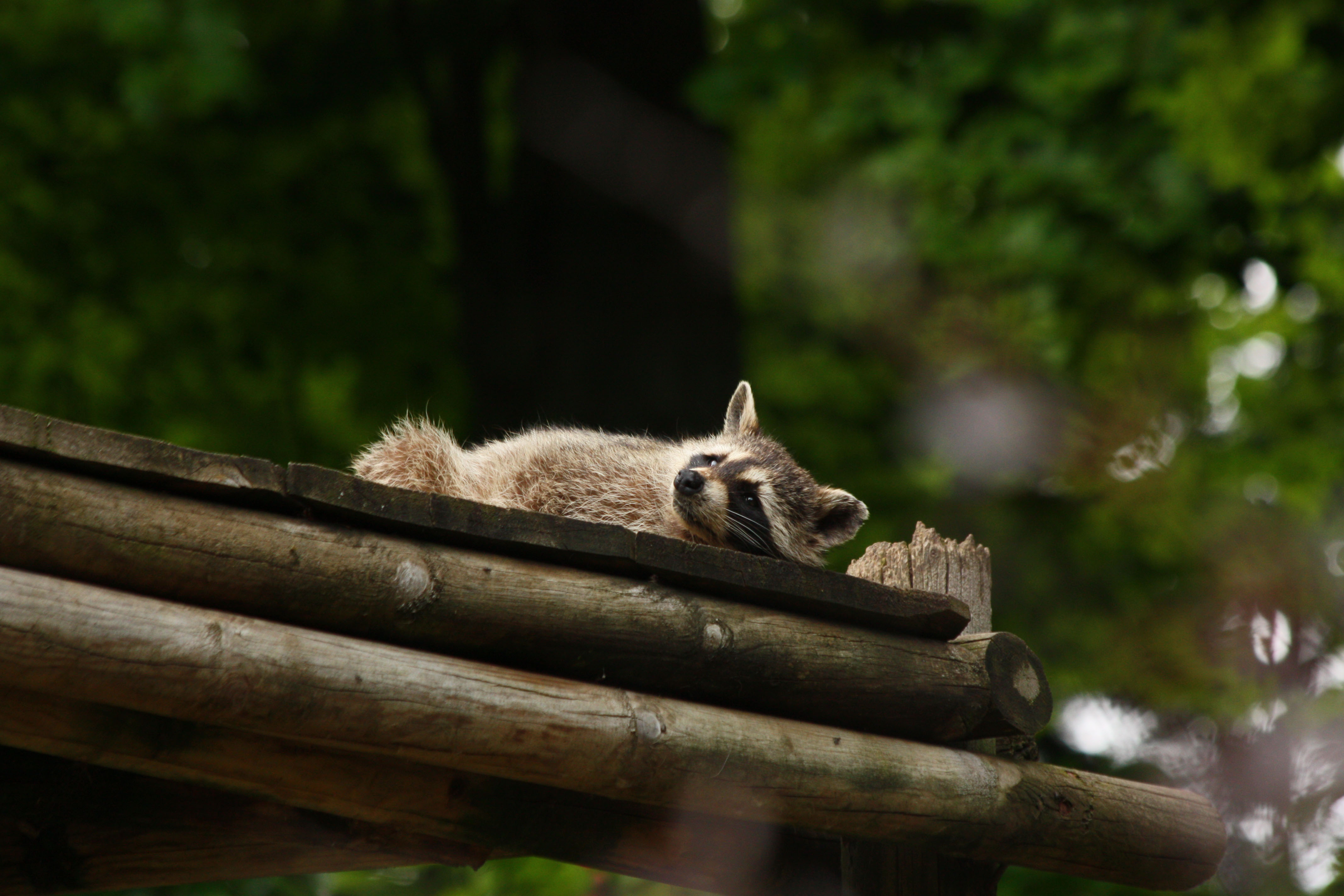 Fonds d'cran Animaux Ratons Laveurs 