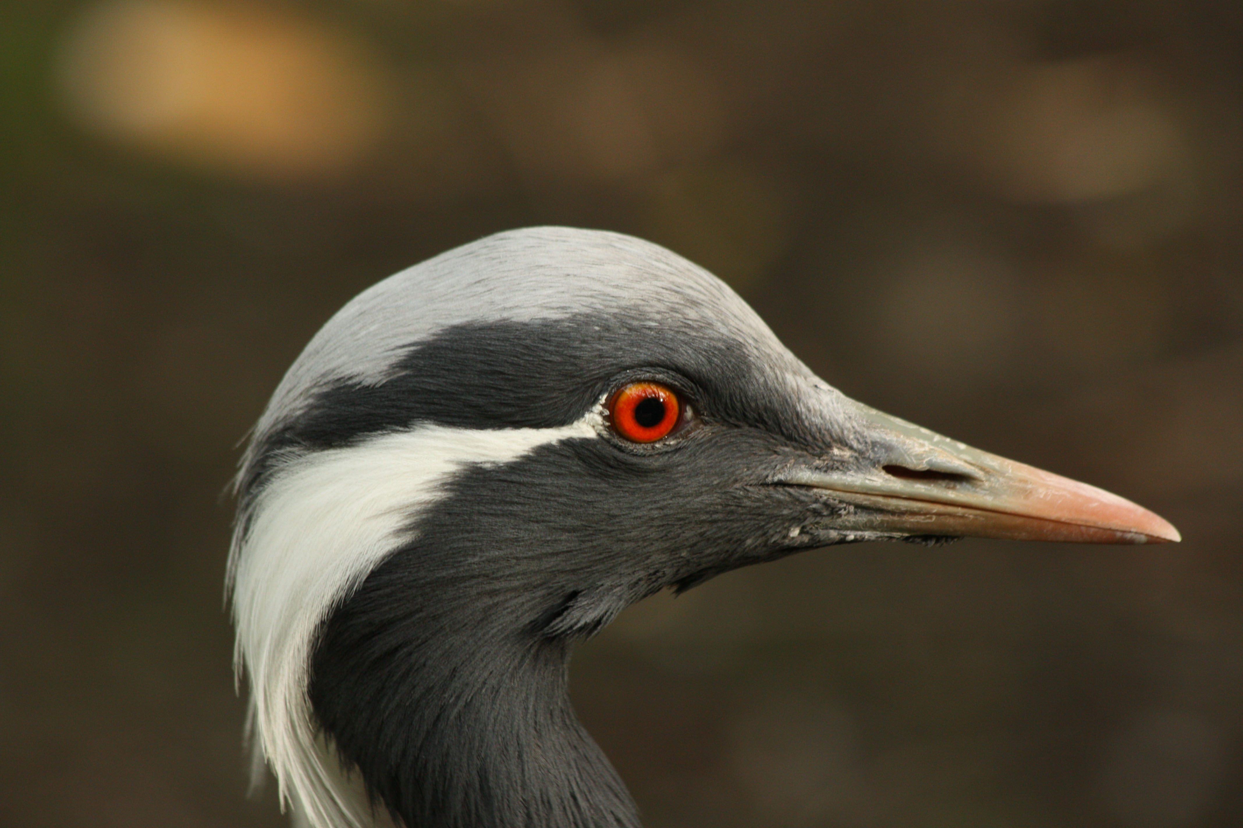 Wallpapers Animals Birds - Misc 