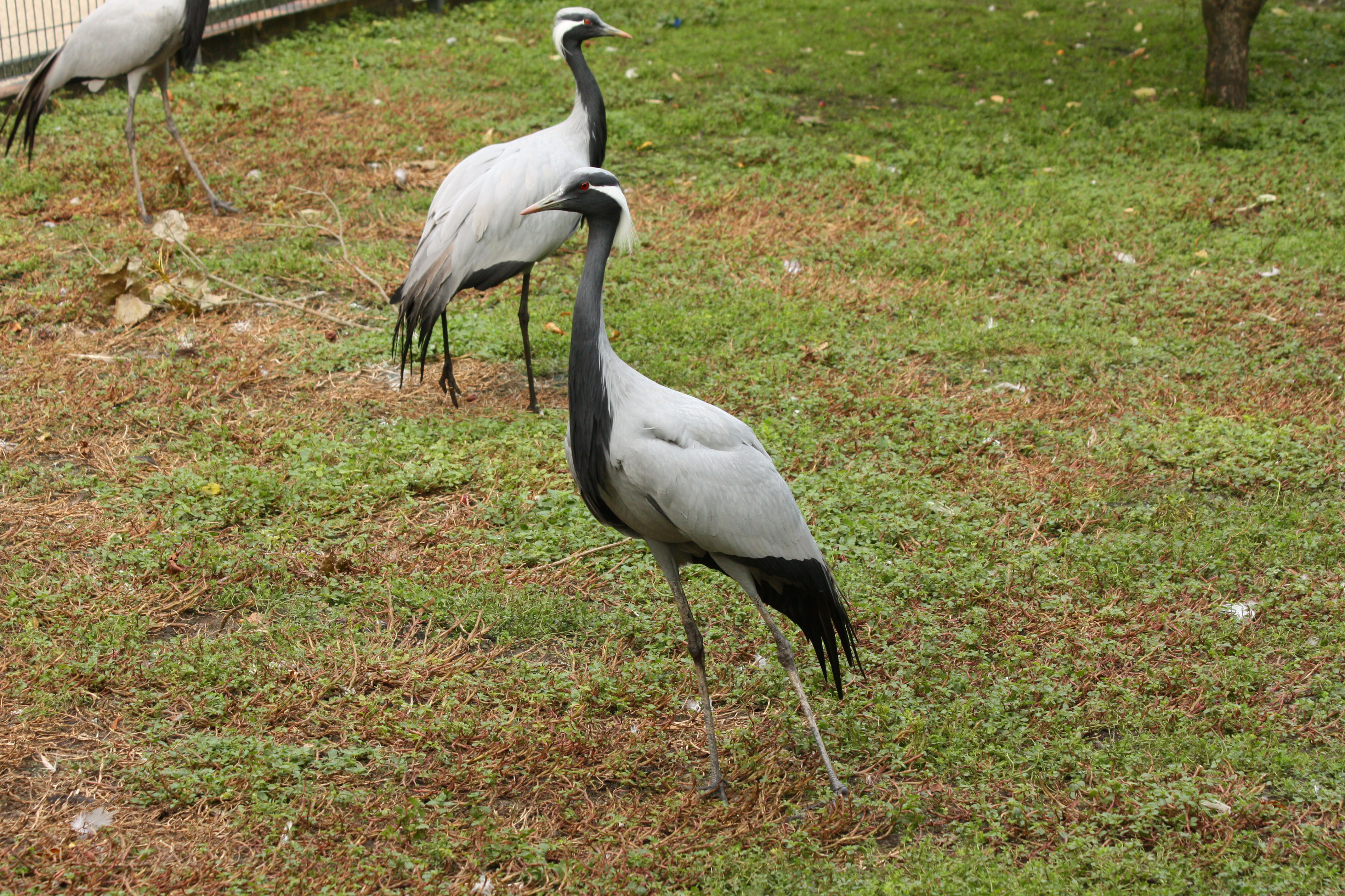 Wallpapers Animals Birds - Misc 