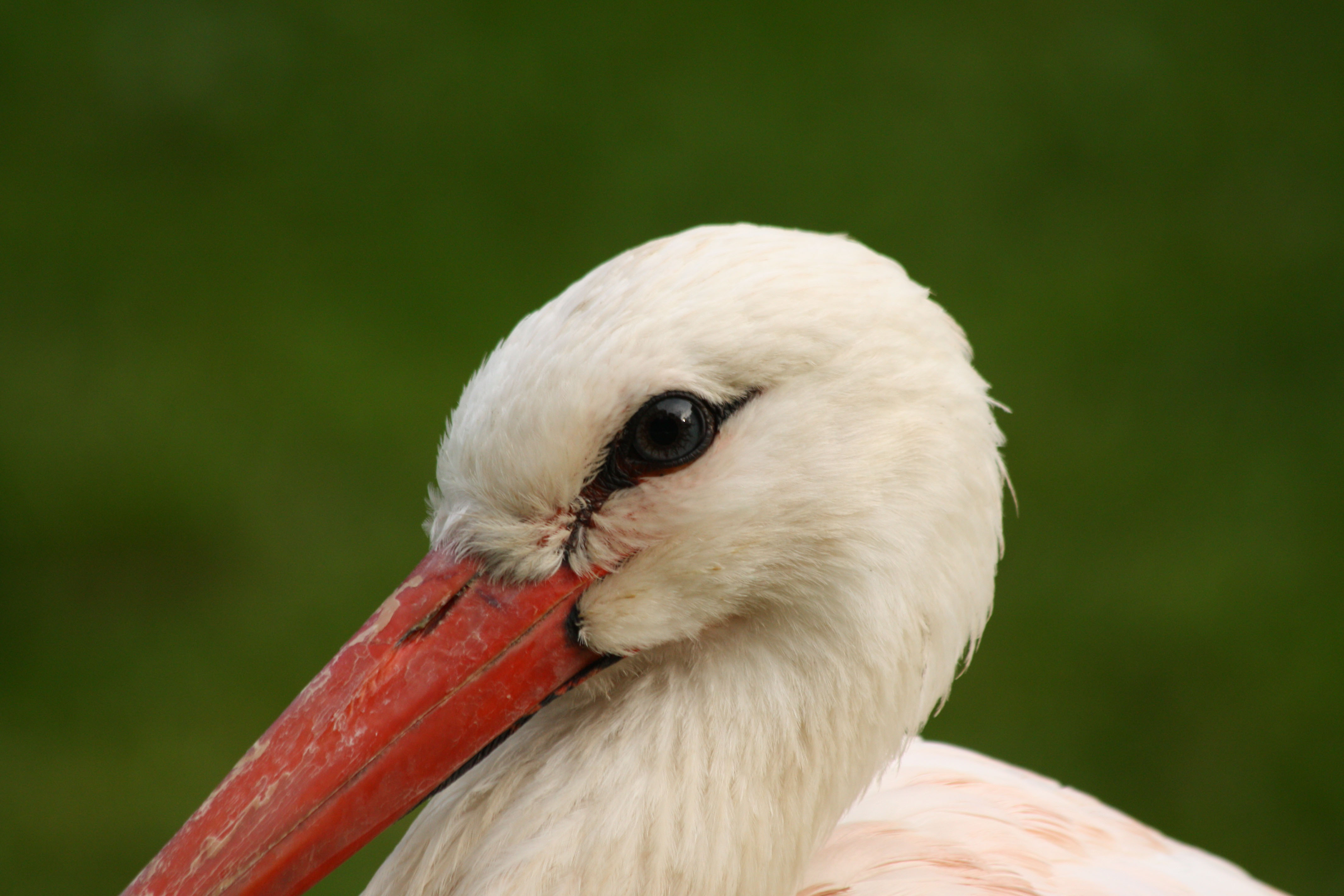 Wallpapers Animals Birds - Misc 