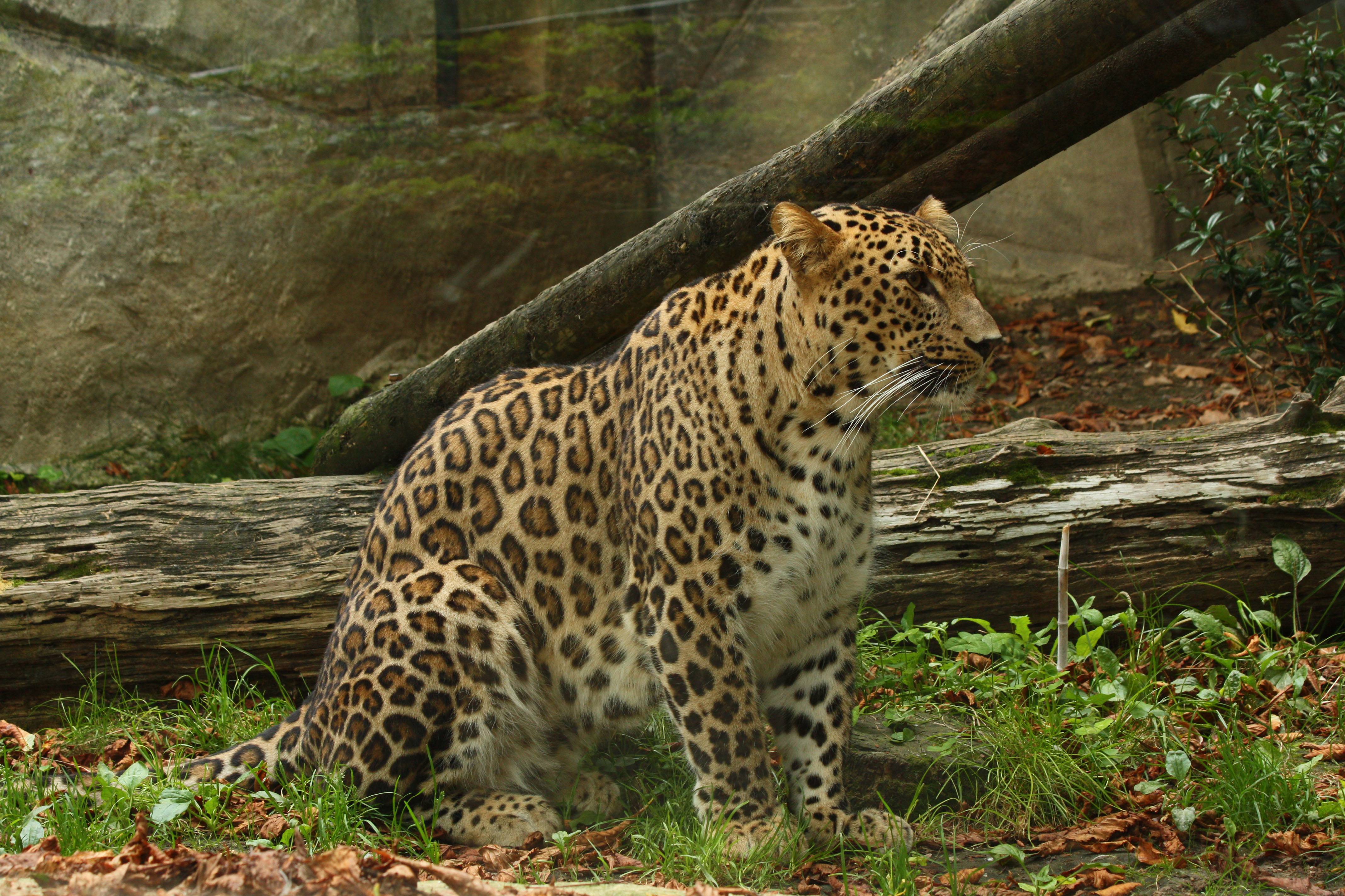 Fonds d'cran Animaux Flins - Lopards 