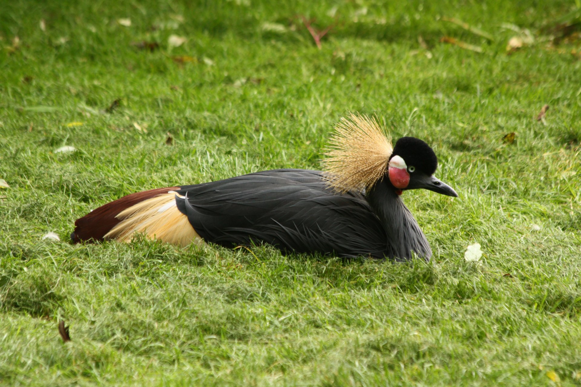 Fonds d'cran Animaux Oiseaux - Divers 