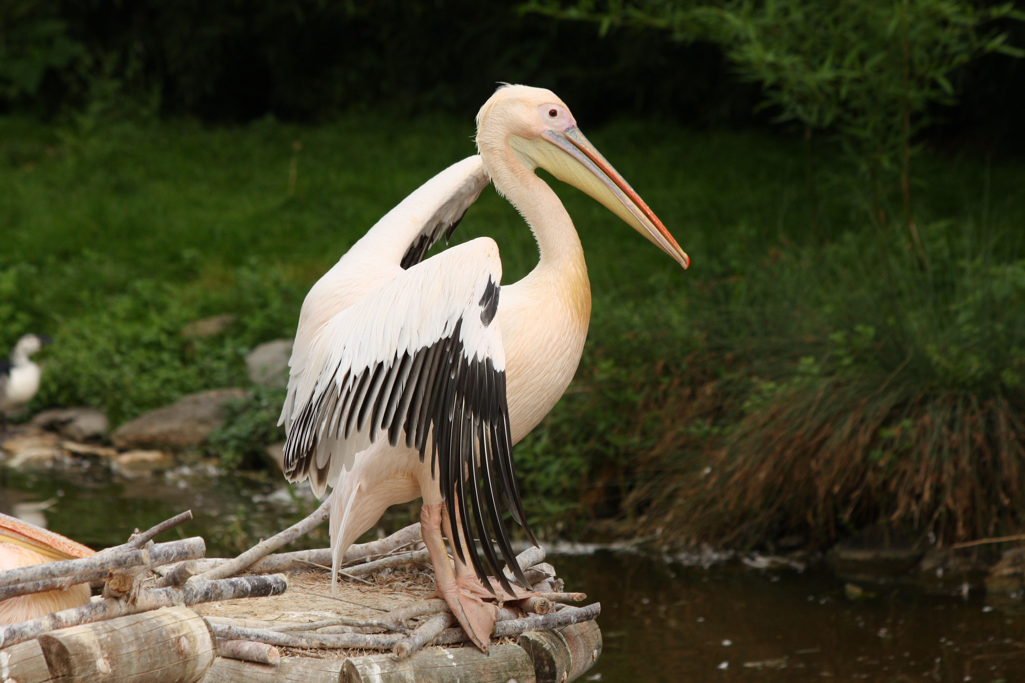 Fonds d'cran Animaux Oiseaux - Plicans 