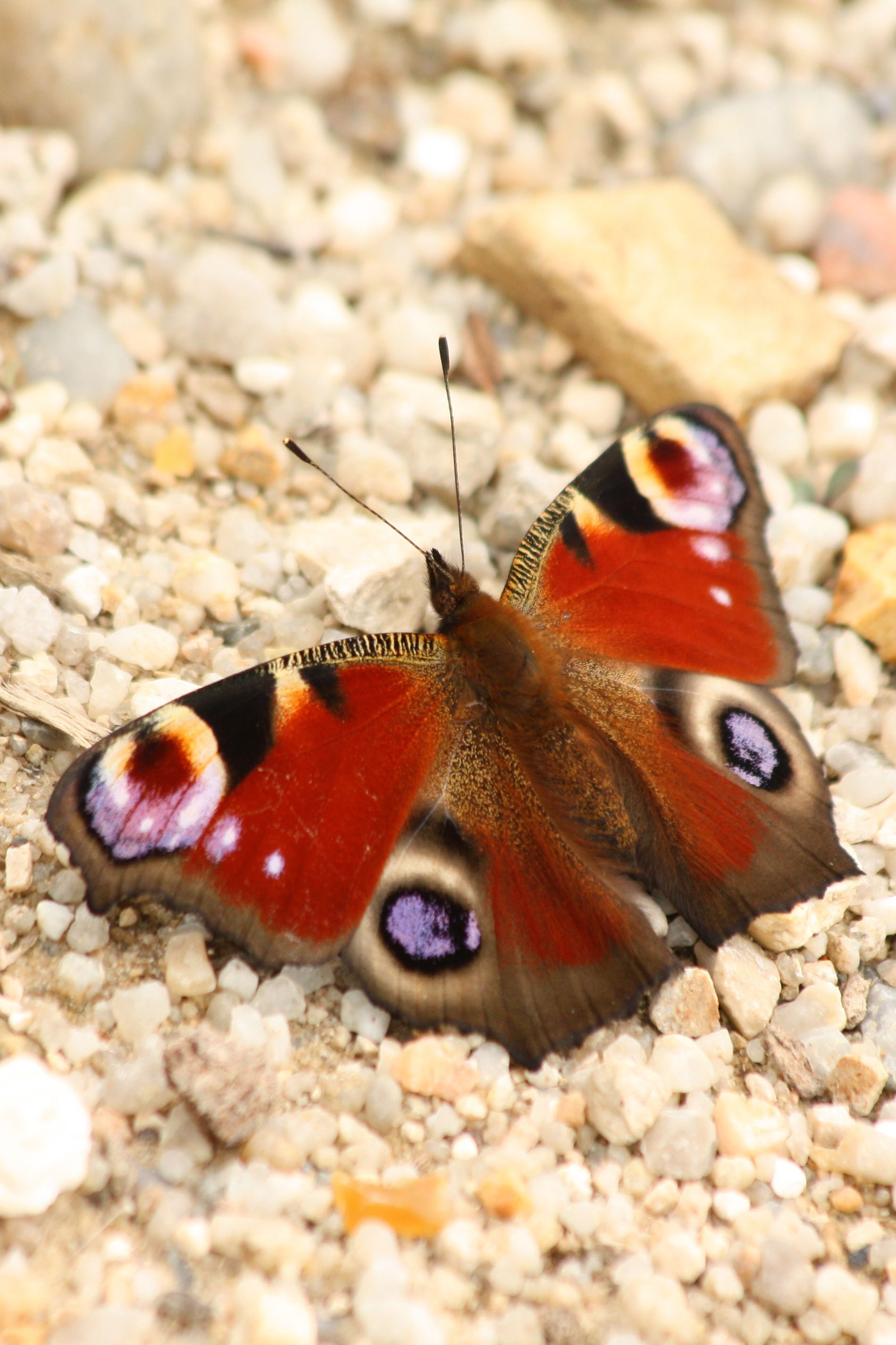 Wallpapers Animals Insects - Butterflies 