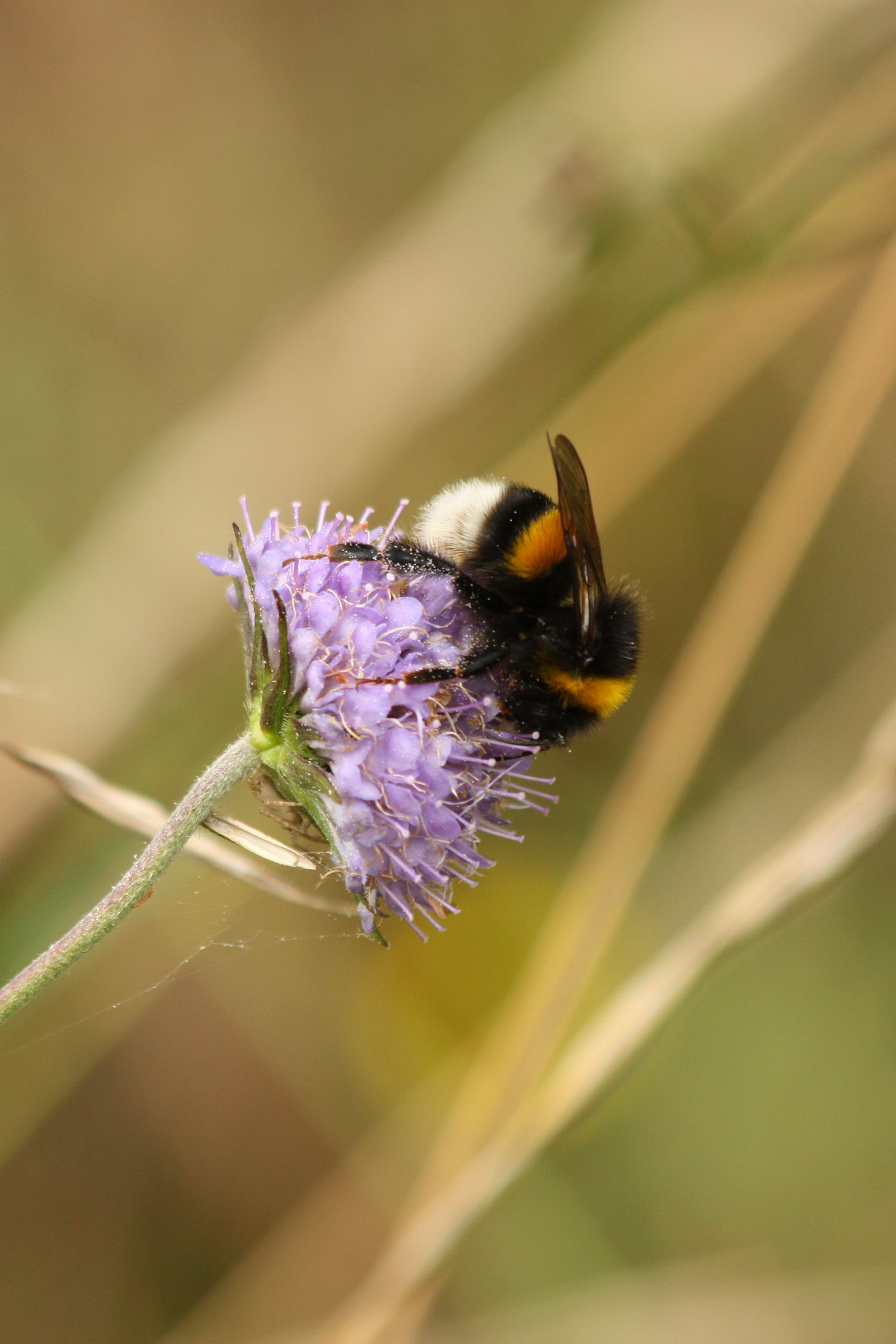 Fonds d'cran Animaux Insectes - Abeilles Gupes ... 