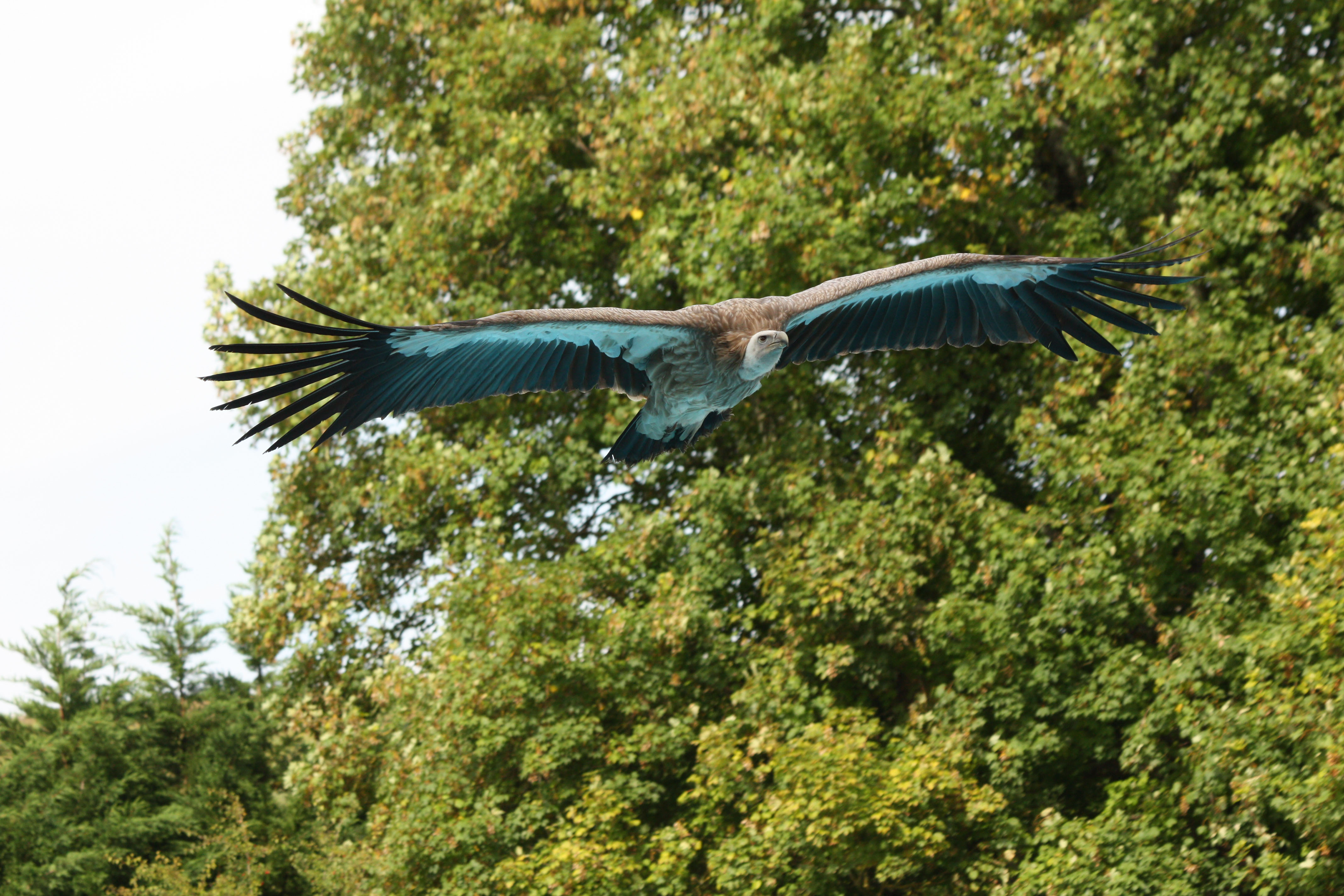 Fonds d'cran Animaux Oiseaux - Vautours 