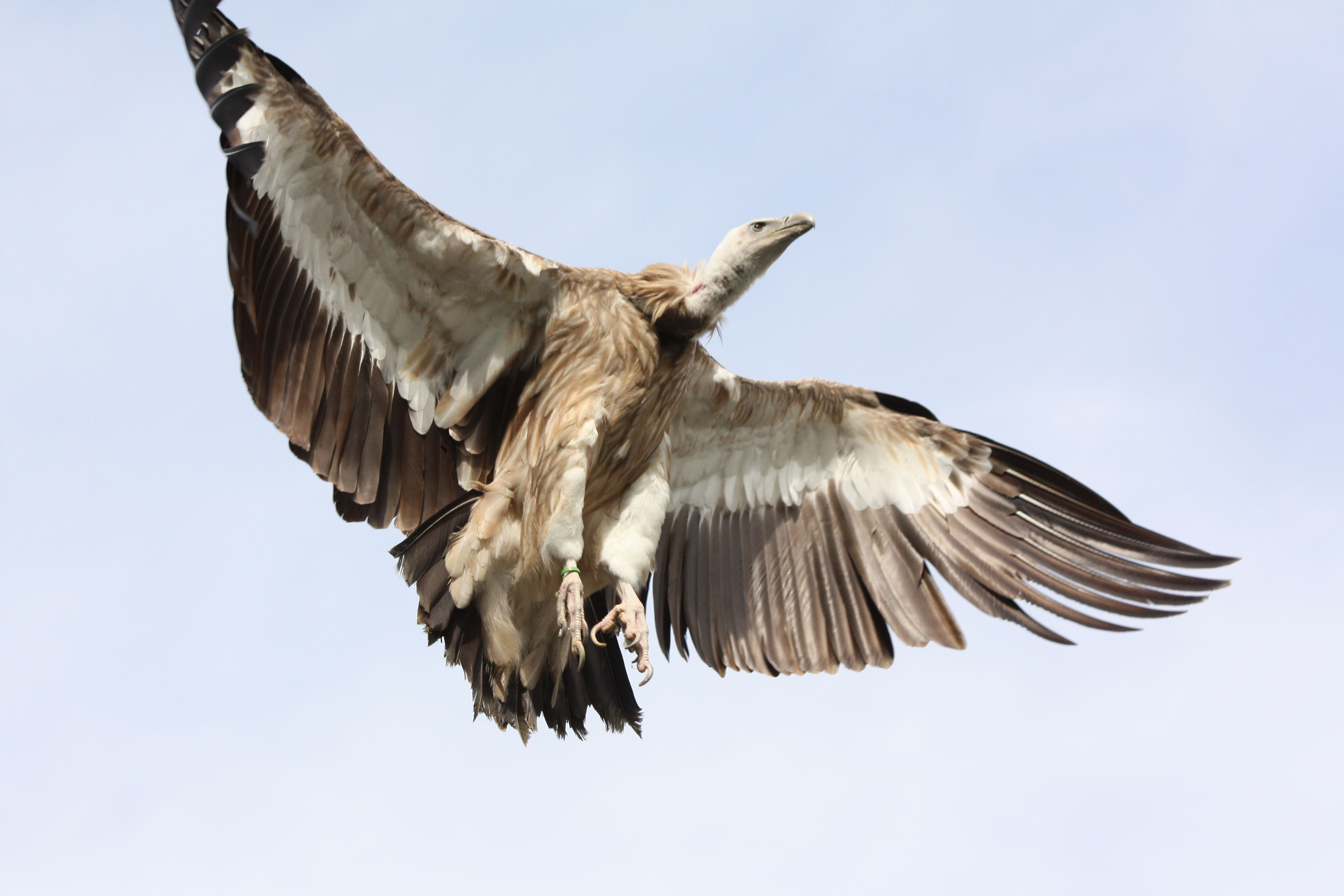 Fonds d'cran Animaux Oiseaux - Vautours 