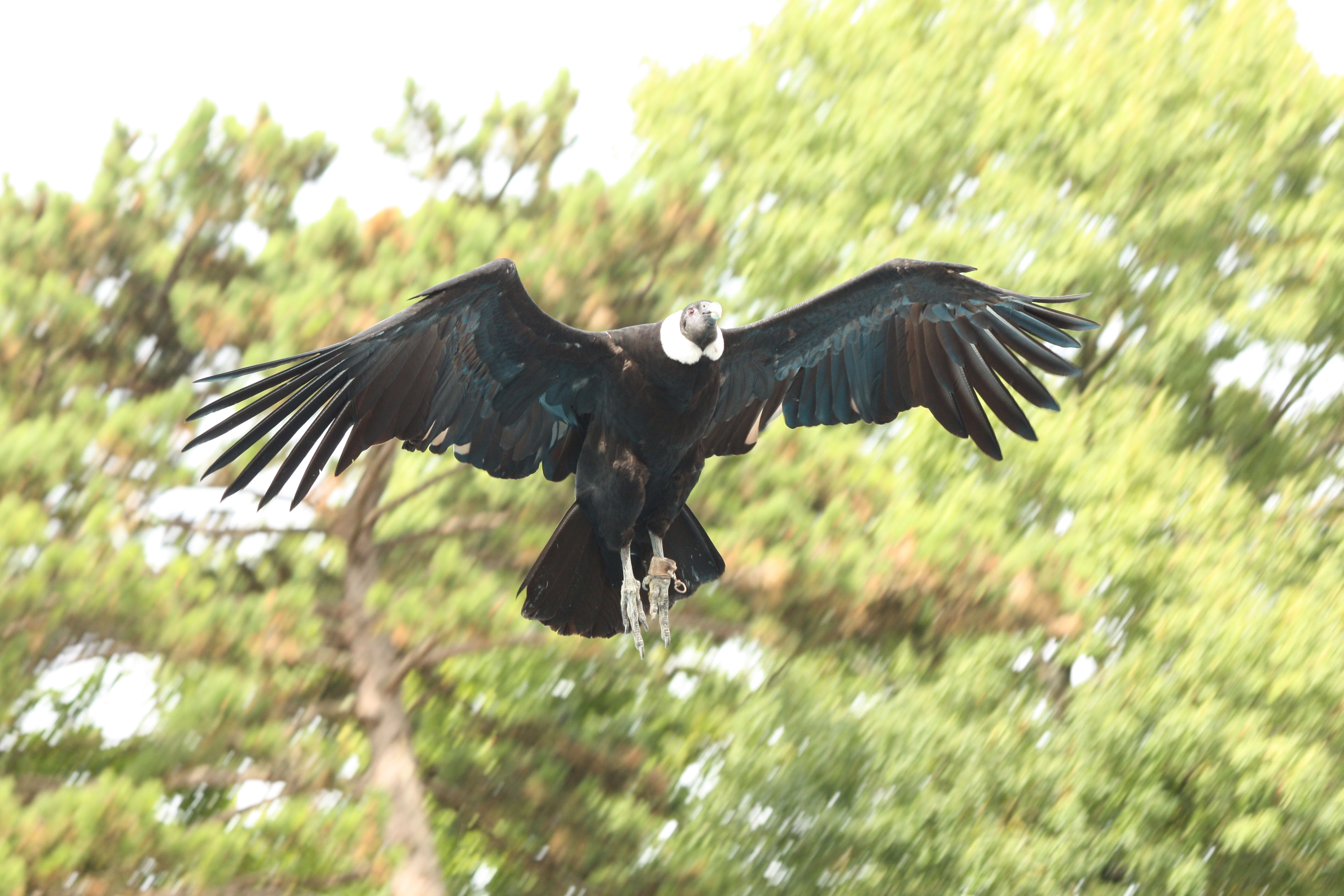 Wallpapers Animals Birds - Vultures 