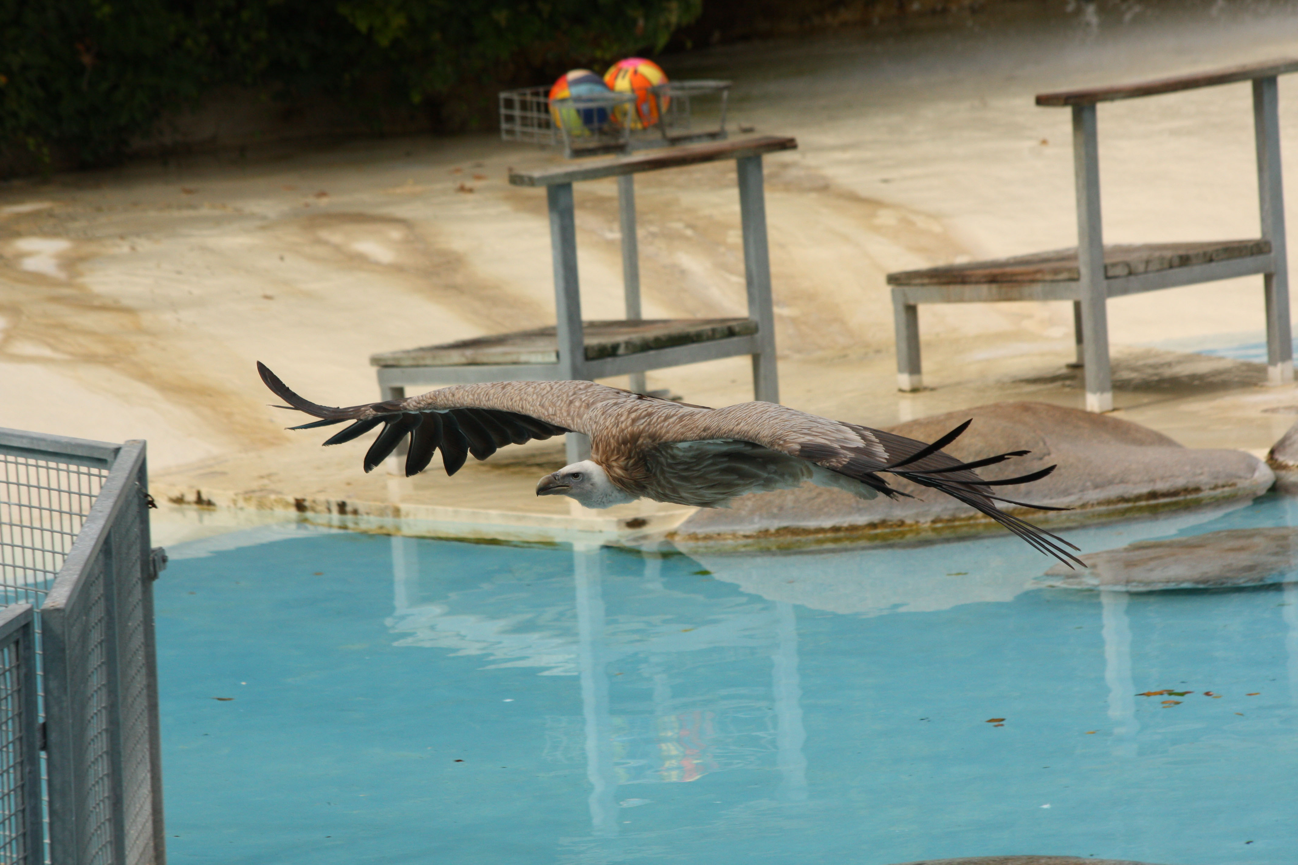 Fonds d'cran Animaux Oiseaux - Vautours 