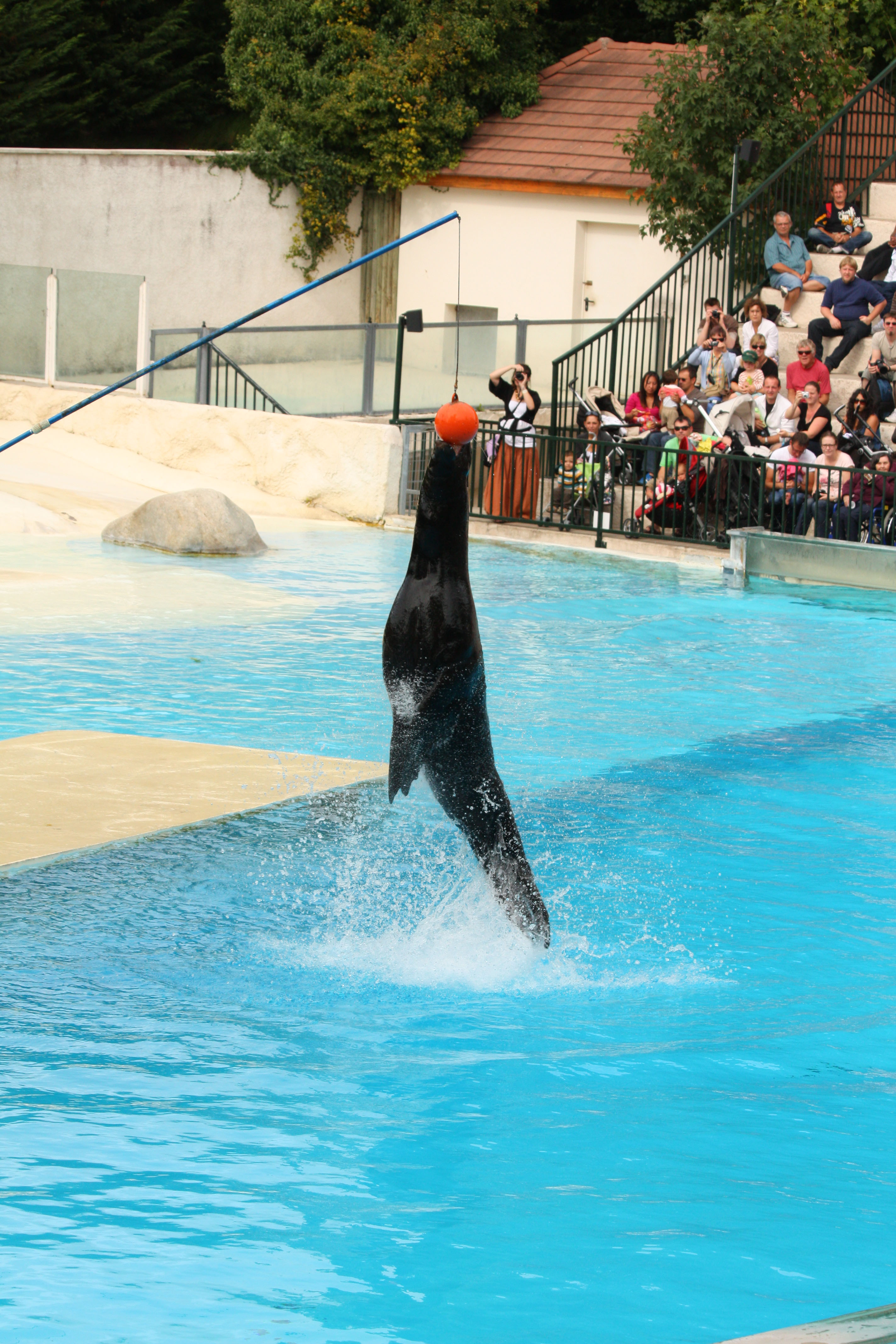 Fonds d'cran Animaux Vie marine - Otaries 