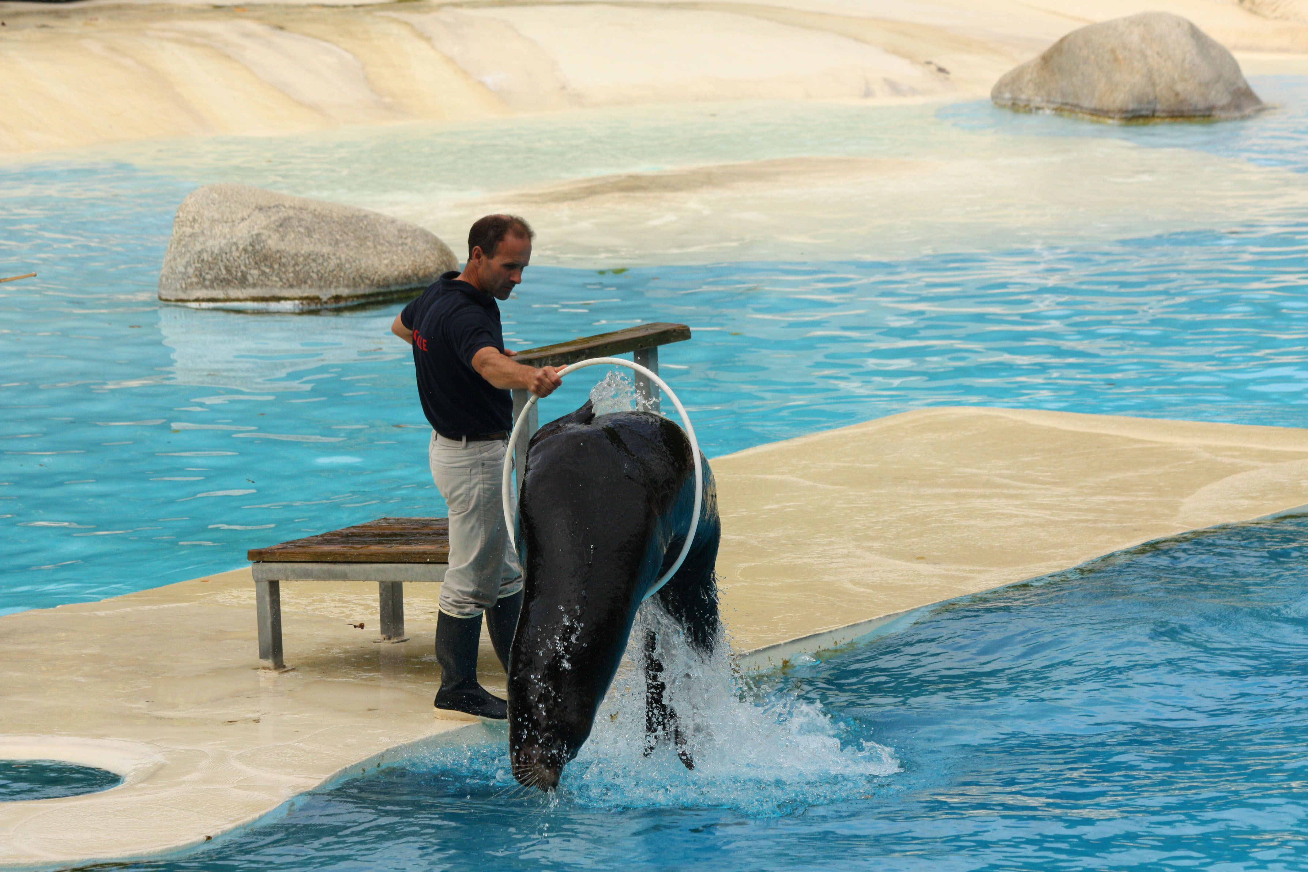 Fonds d'cran Animaux Vie marine - Otaries 