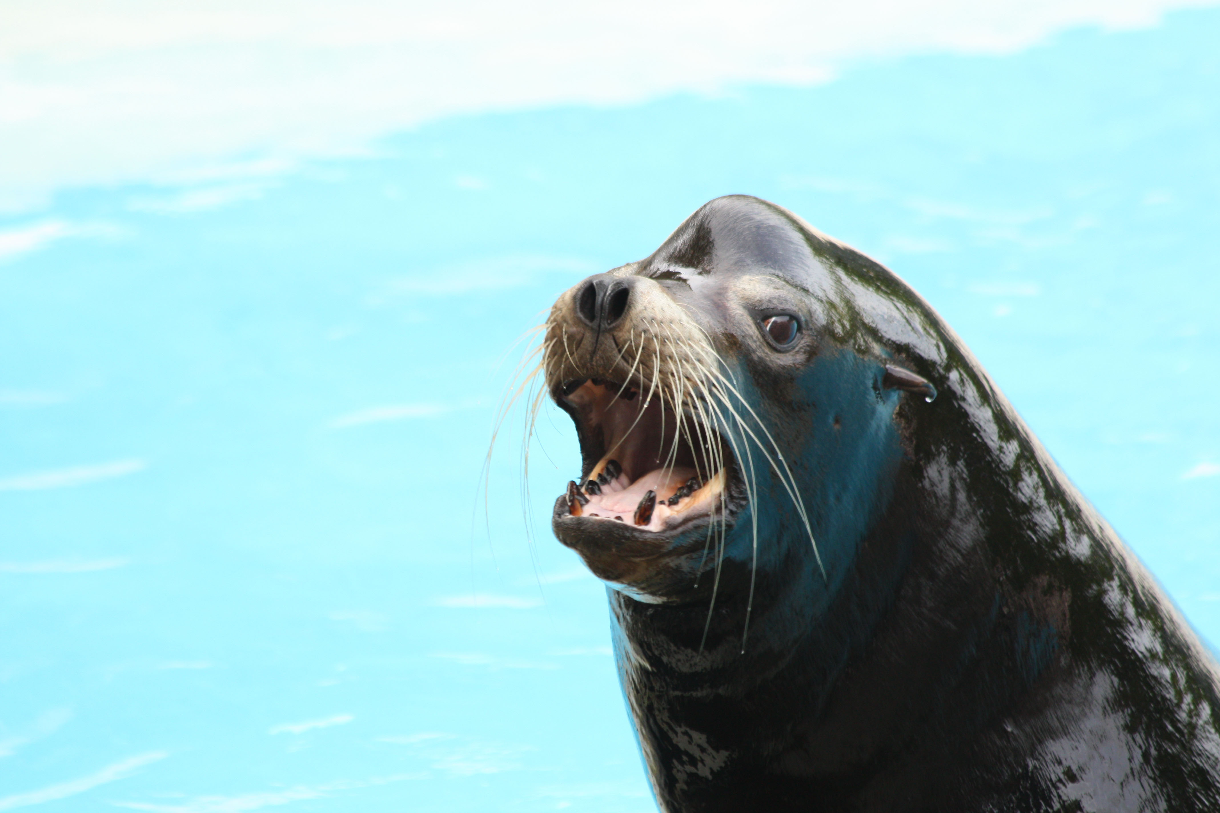 Fonds d'cran Animaux Vie marine - Otaries 