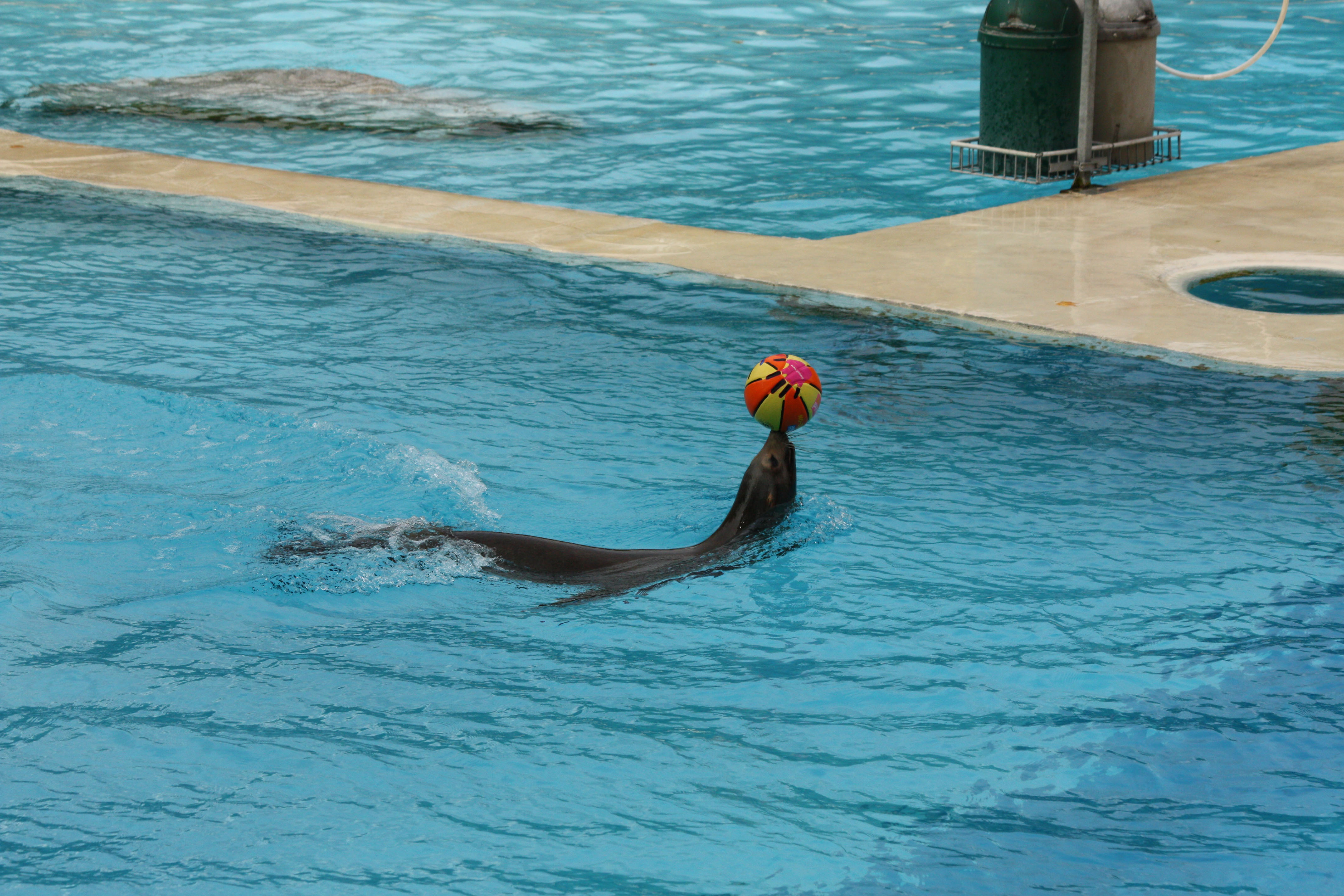 Fonds d'cran Animaux Vie marine - Otaries 