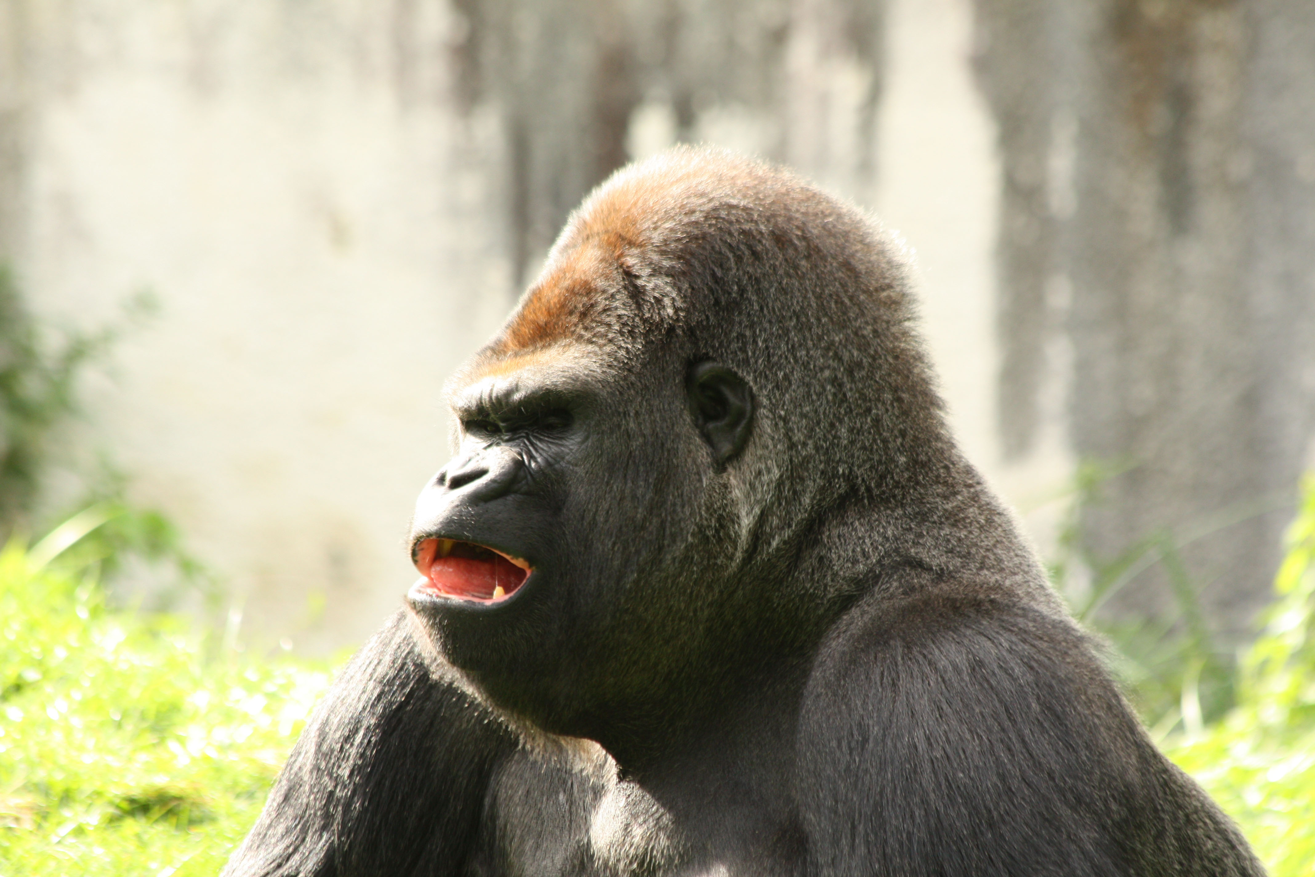 Fonds d'cran Animaux Singes 