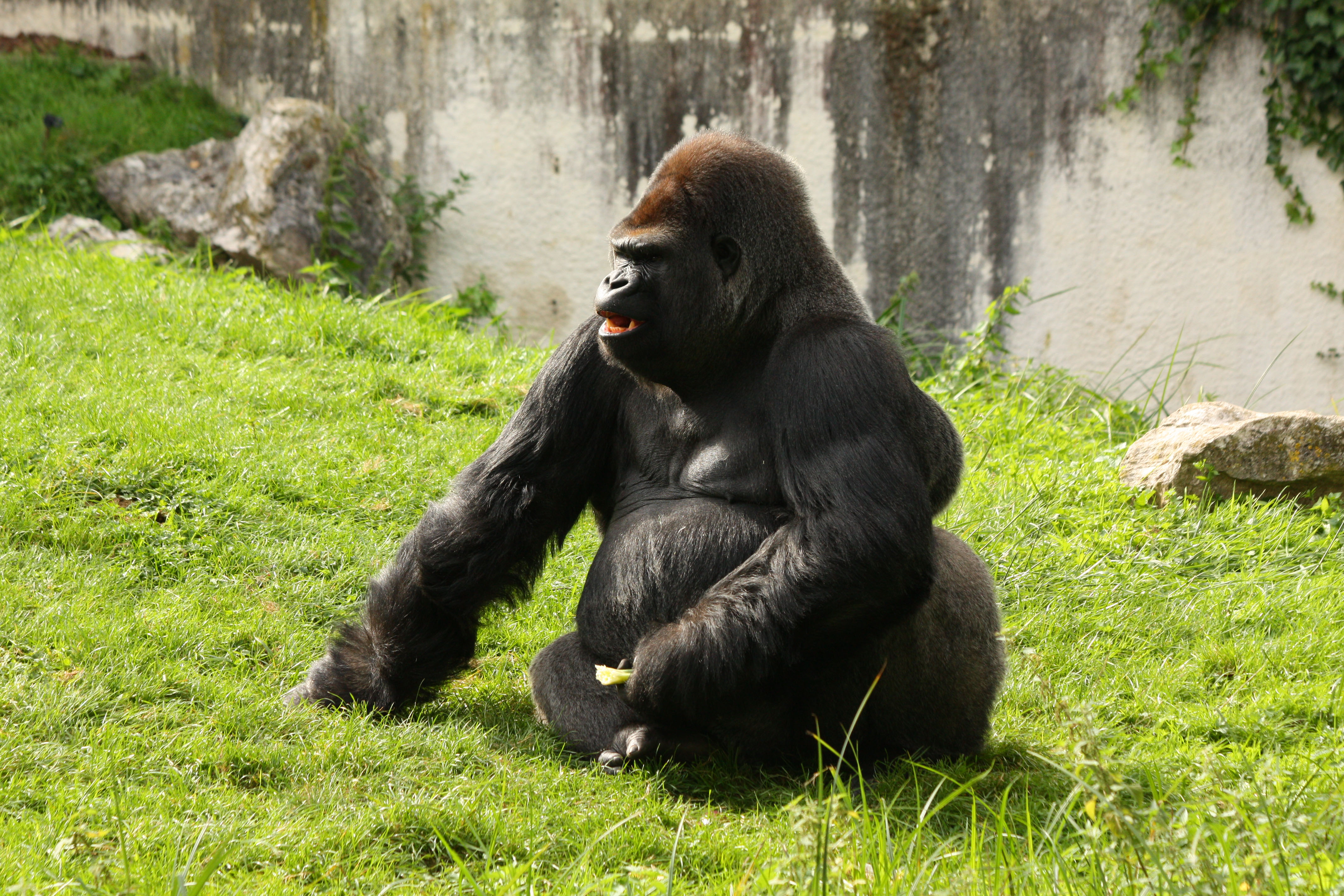 Fonds d'cran Animaux Singes 