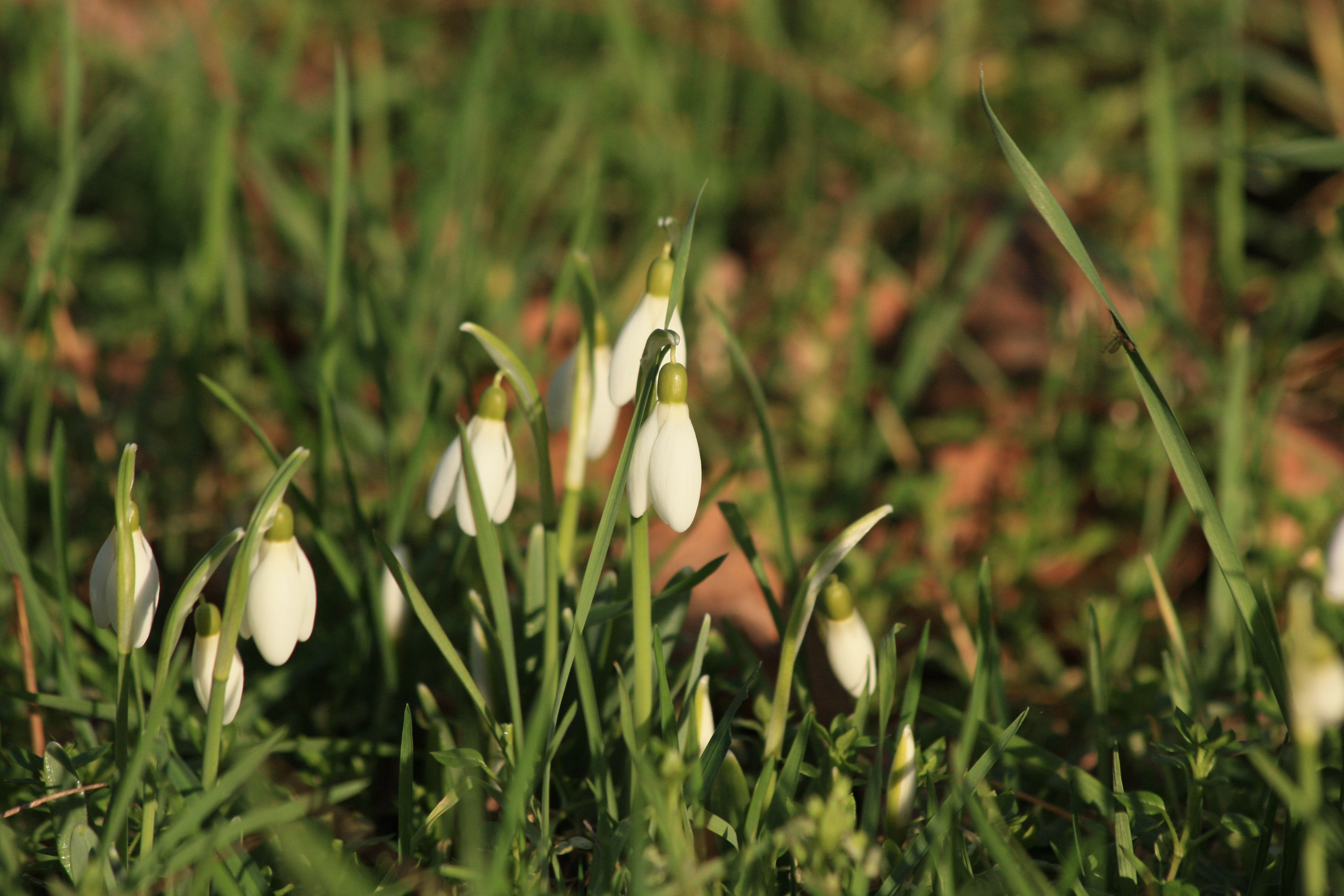 Fonds d'cran Nature Fleurs 