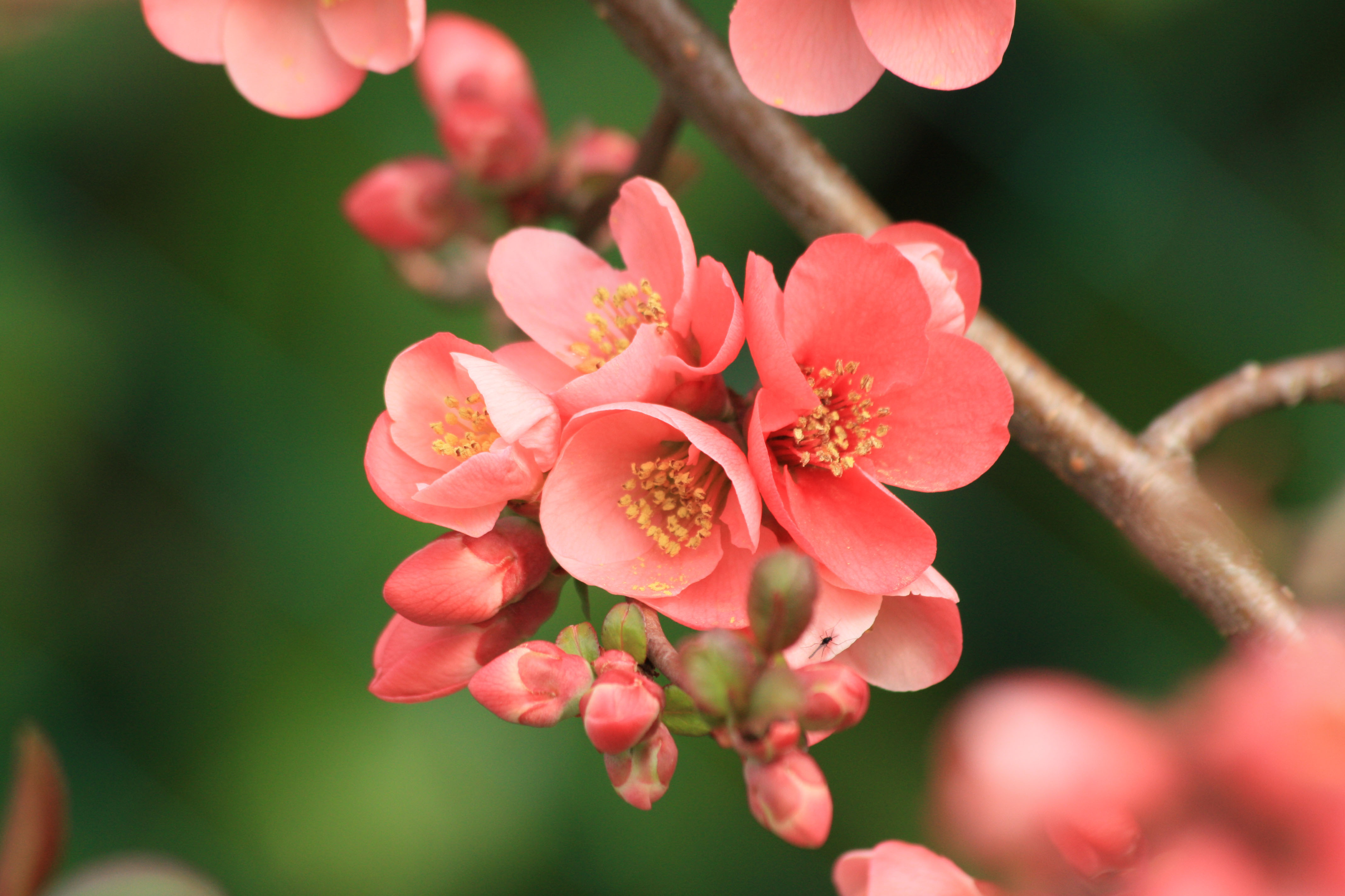 Fonds d'cran Nature Fleurs 