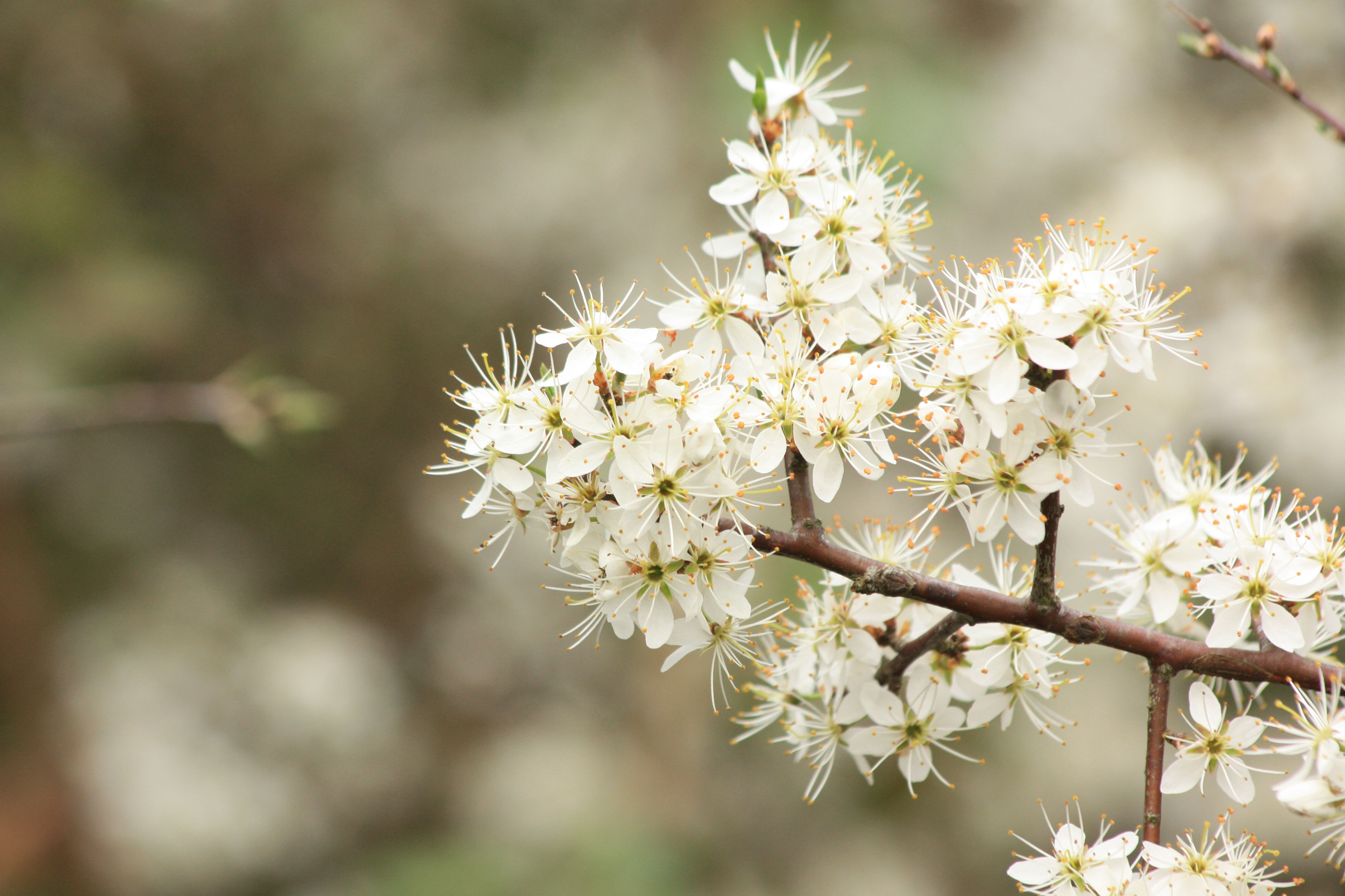 Wallpapers Nature Flowers 