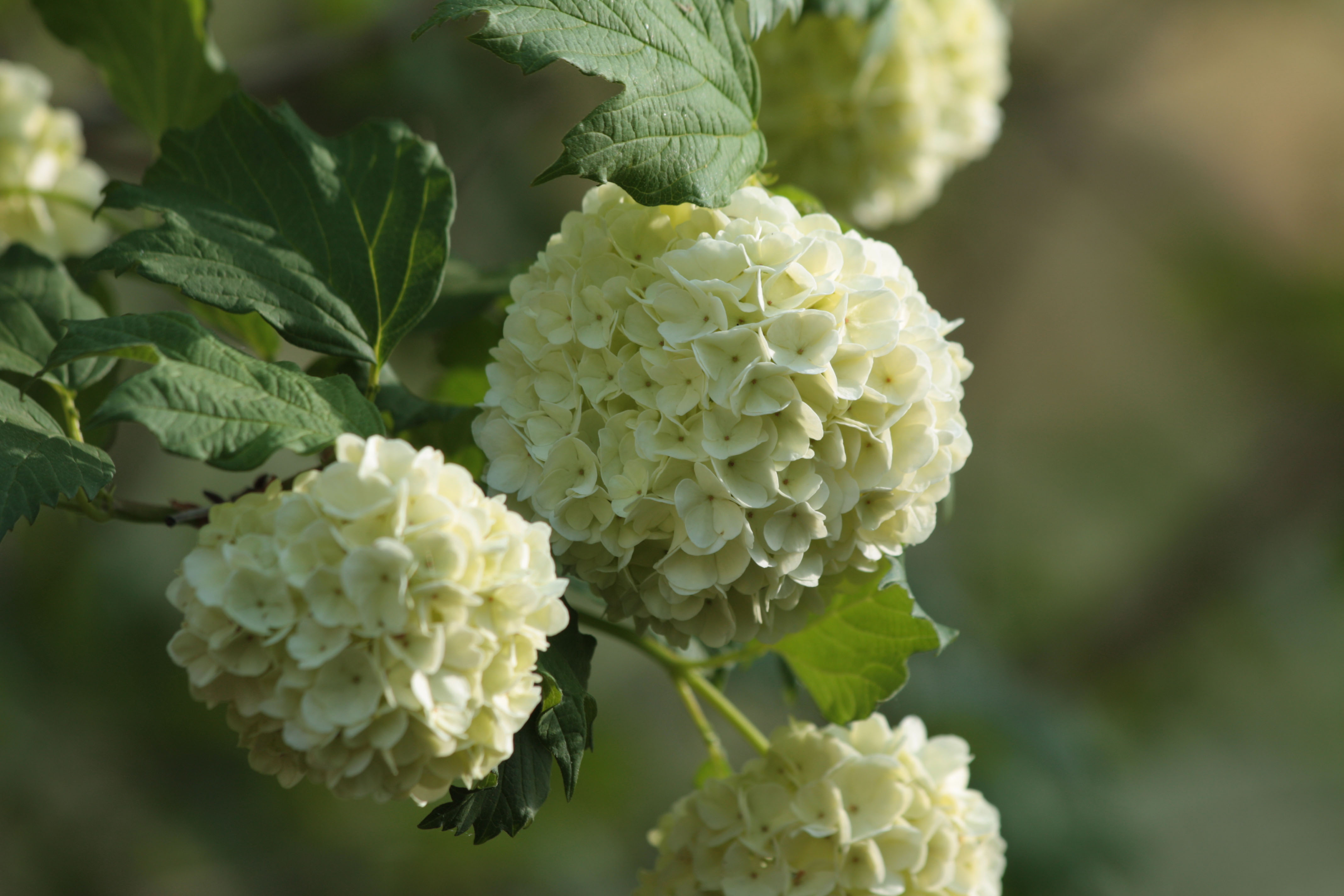 Fonds d'cran Nature Fleurs 