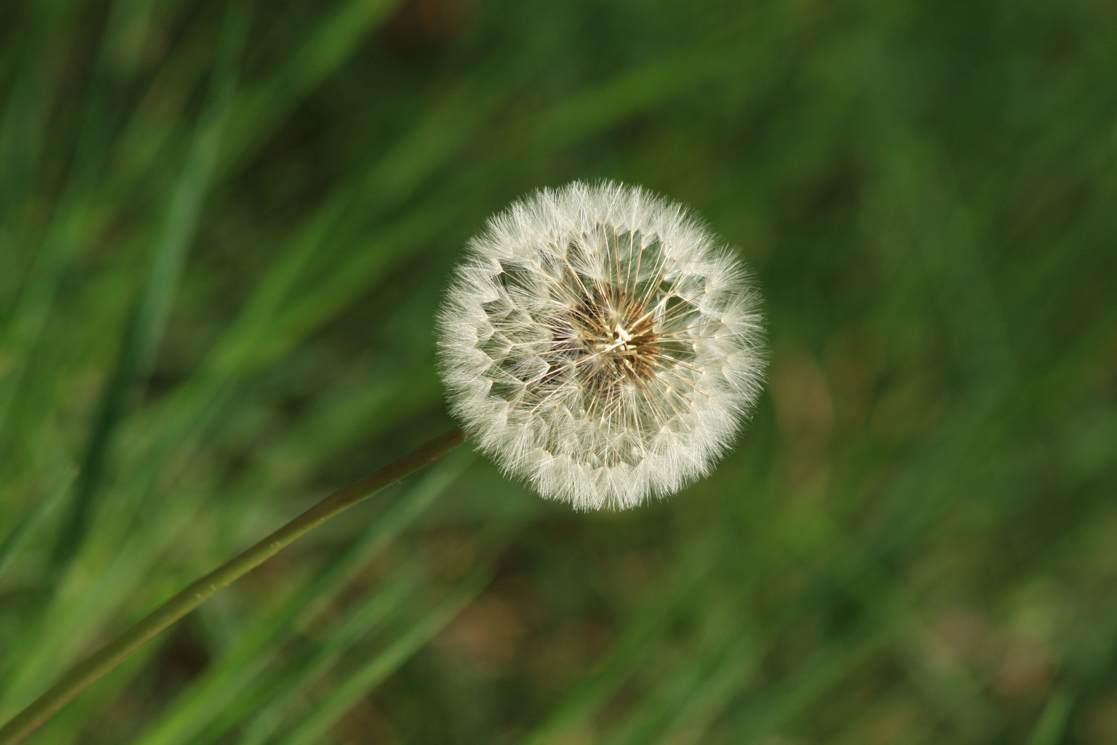 Fonds d'cran Nature Fleurs 