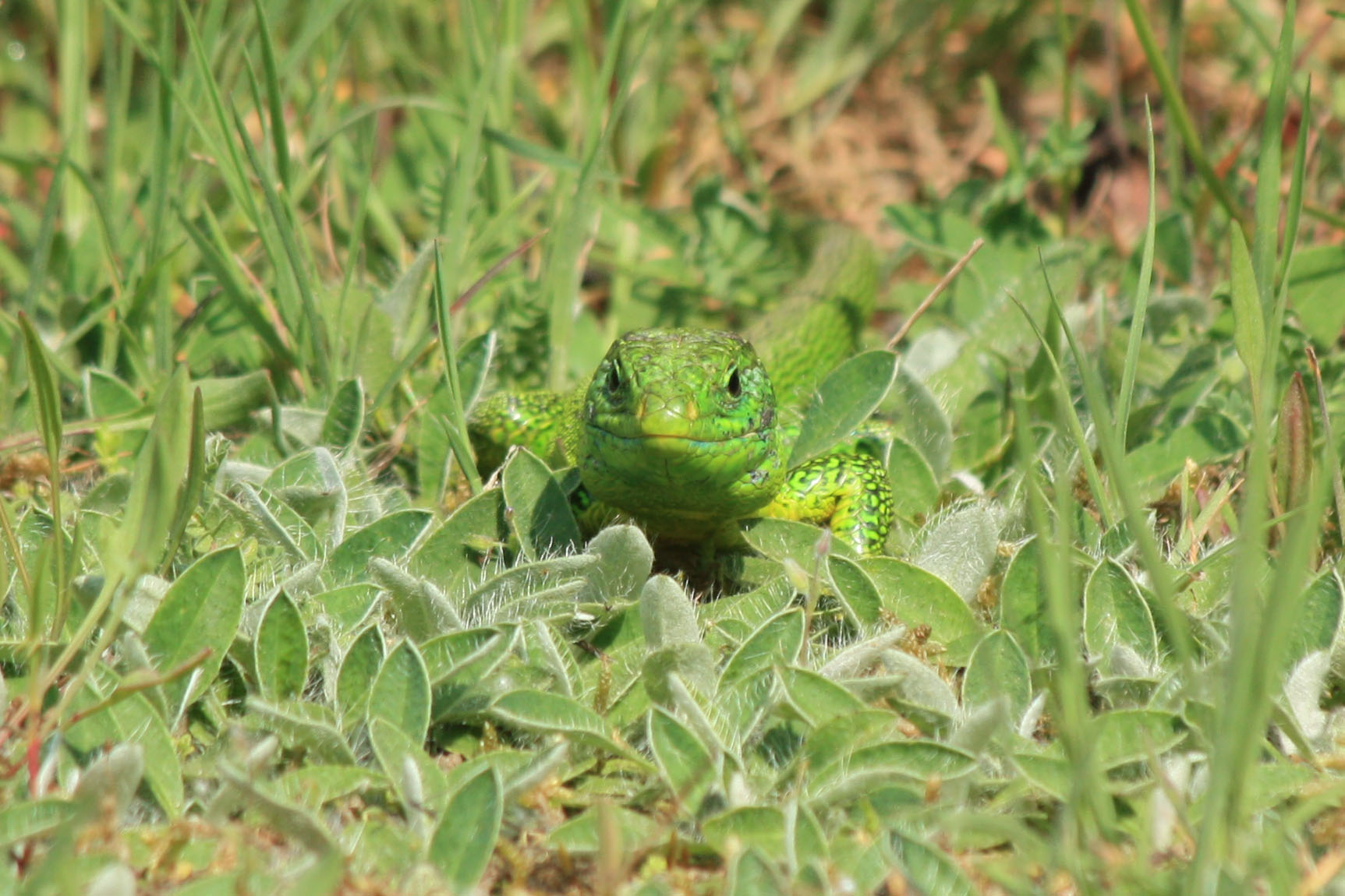 Wallpapers Animals Lizards - Iguanas 