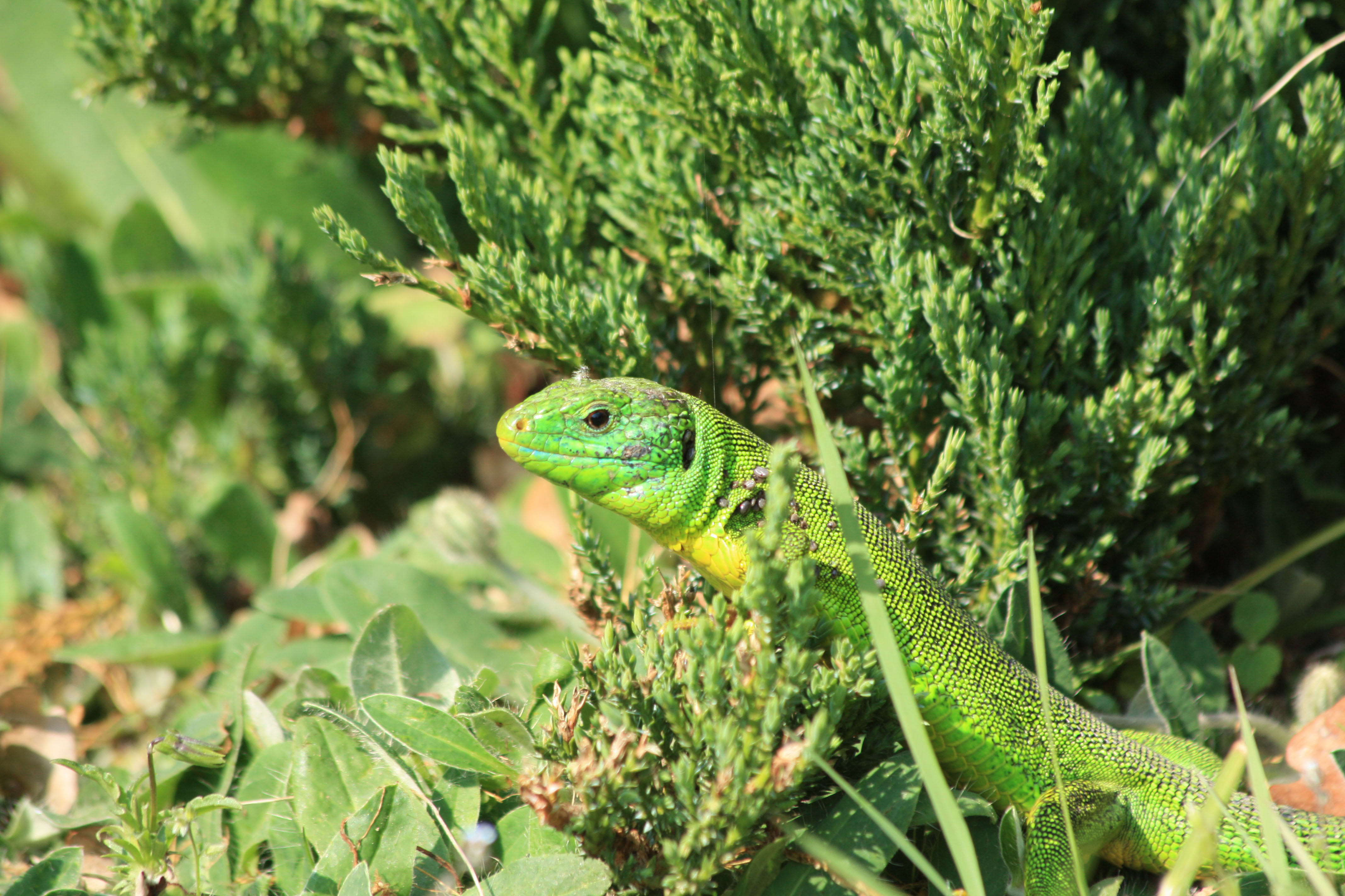 Wallpapers Animals Lizards - Iguanas 