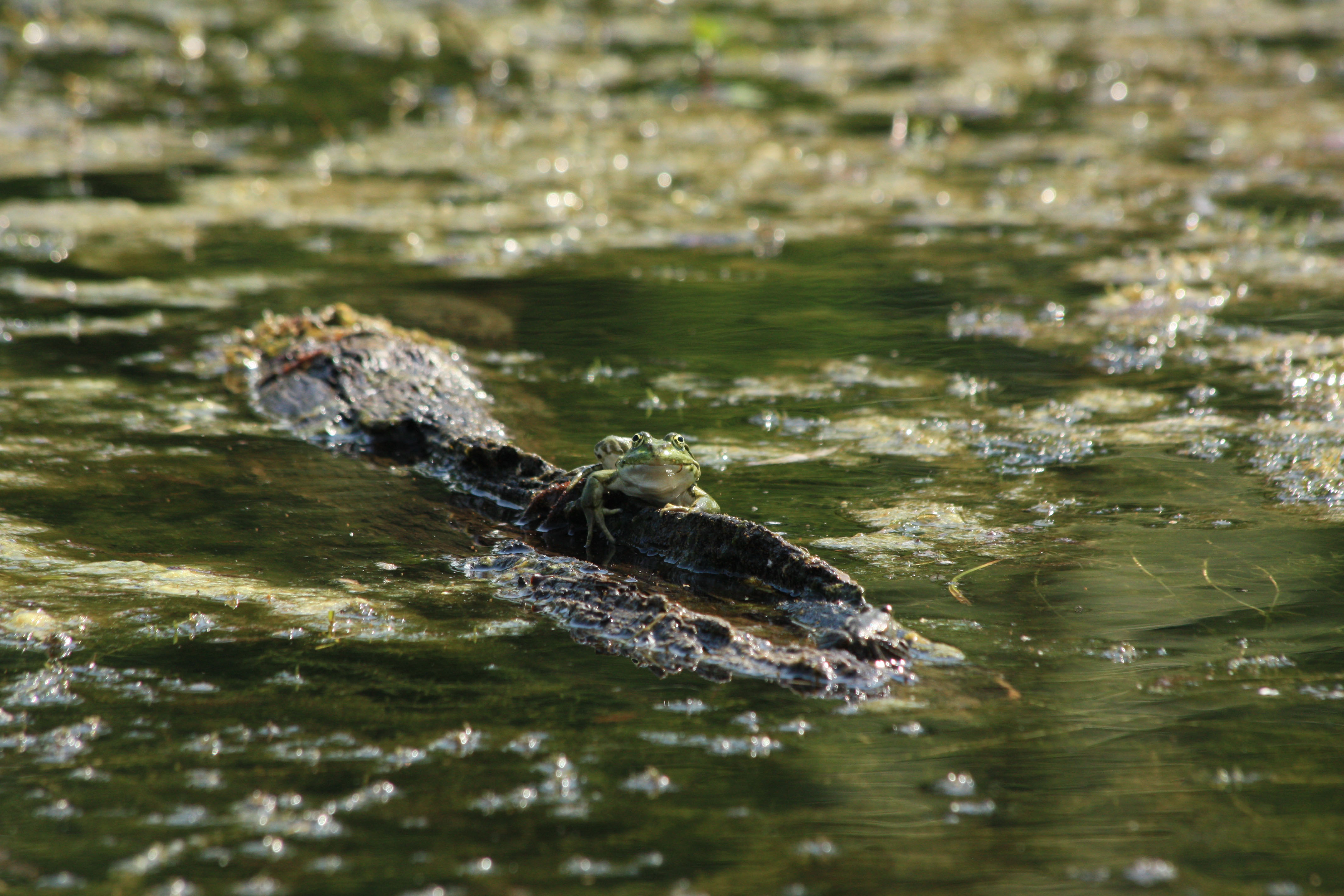 Fonds d'cran Animaux Grenouilles - Crapauds 