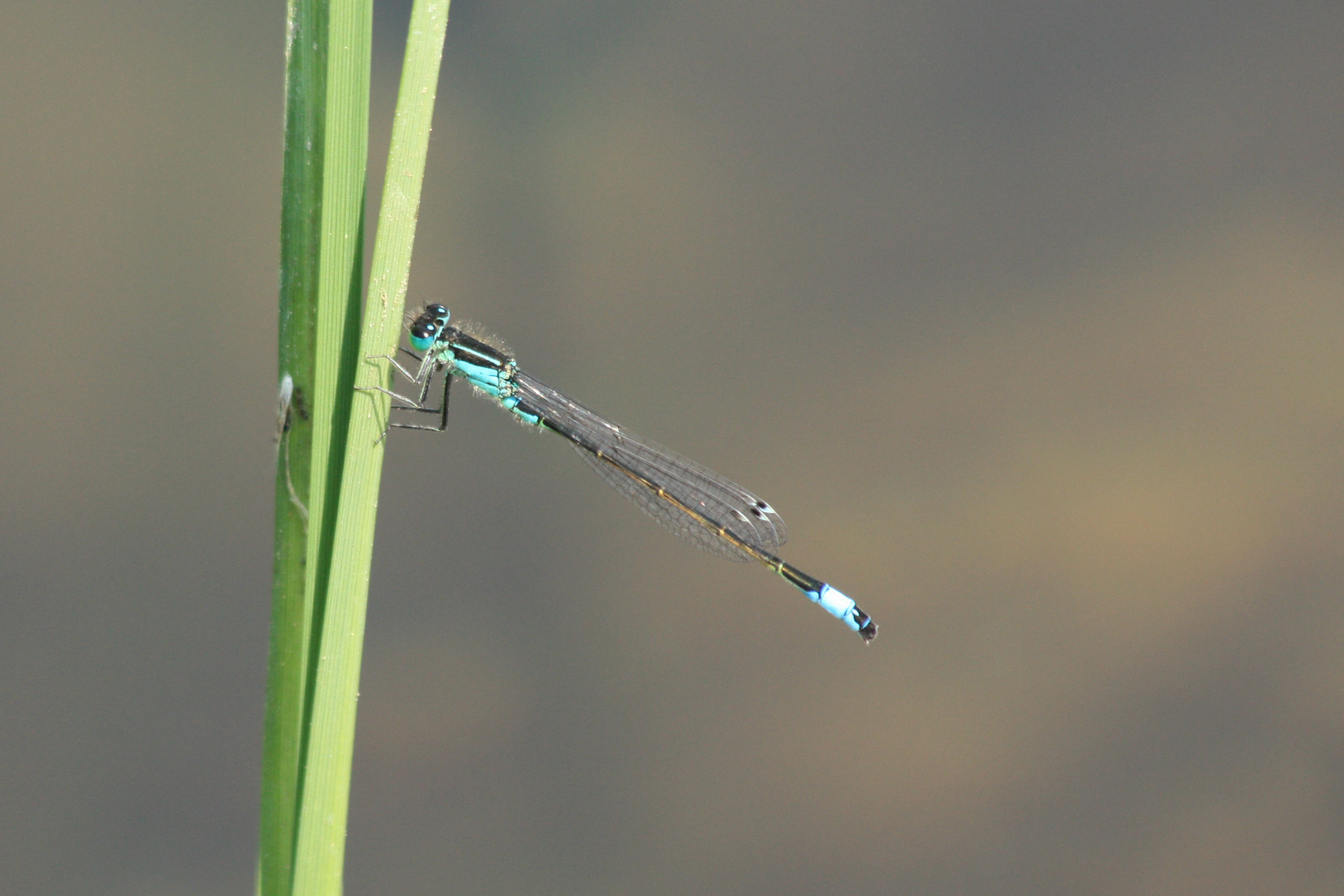 Fonds d'cran Animaux Insectes - Libellules 