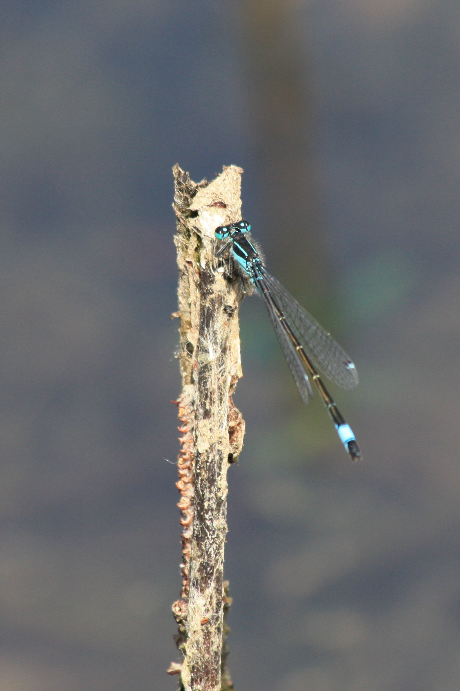 Wallpapers Animals Insects - Dragonflies 