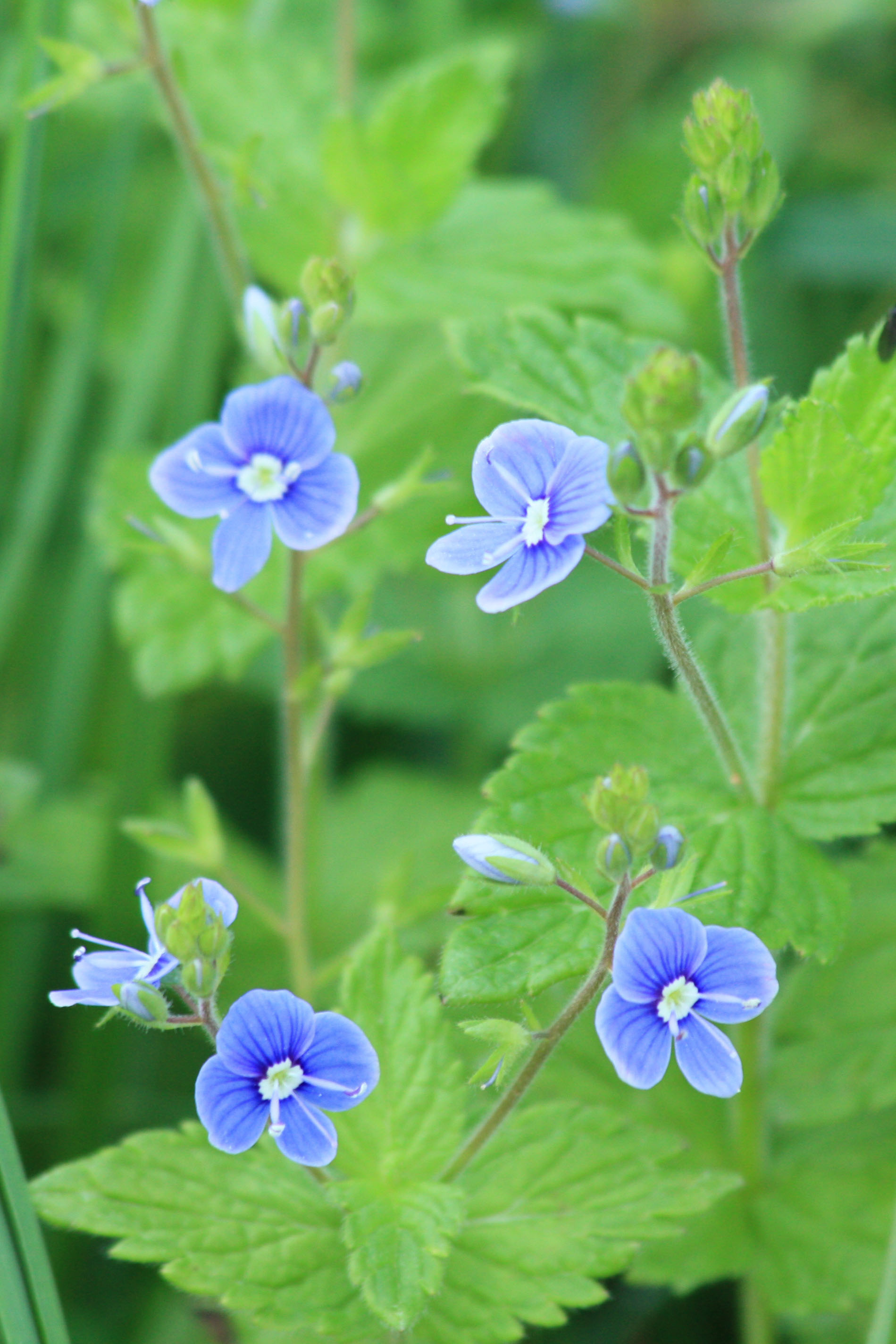 Fonds d'cran Nature Fleurs 