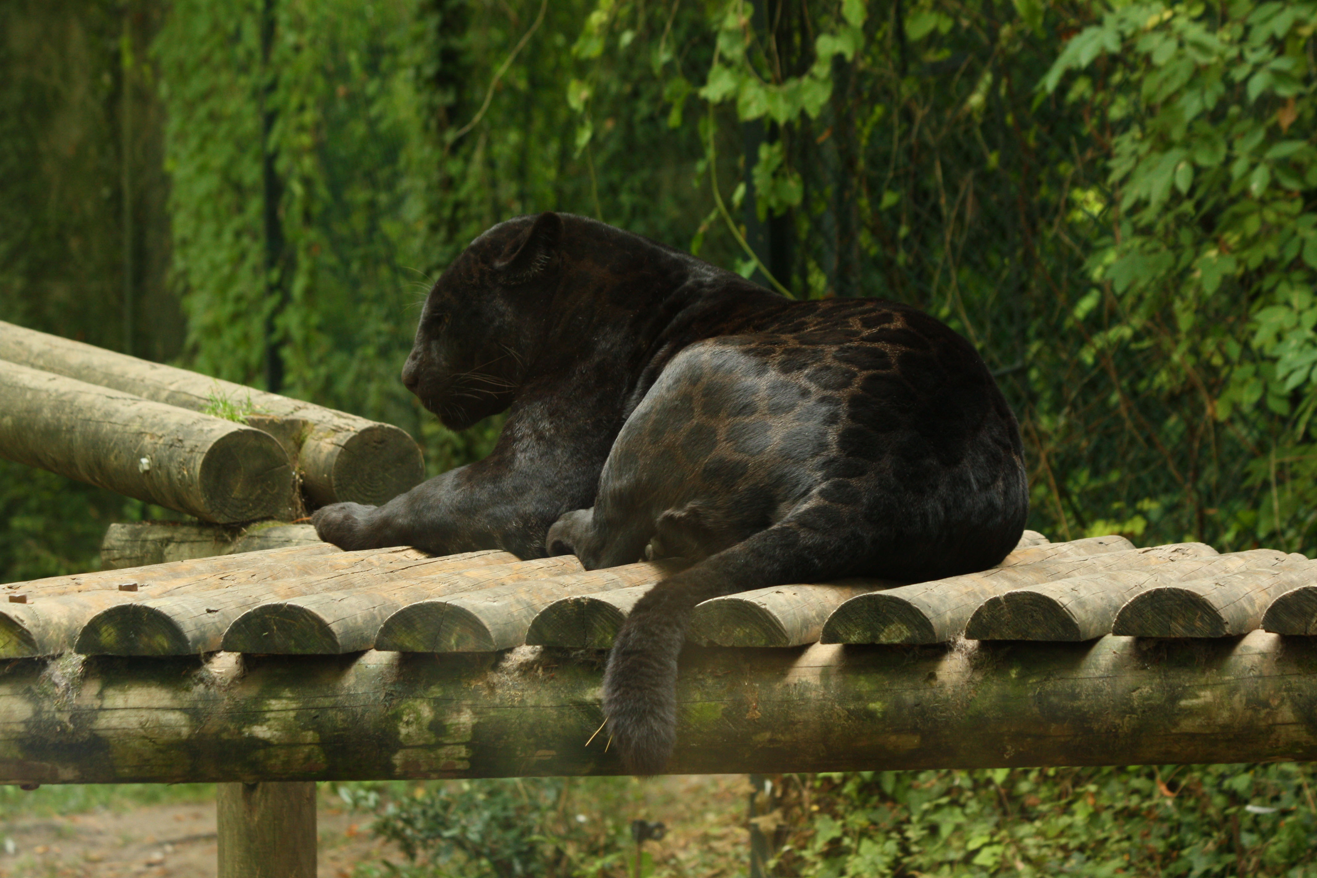 Wallpapers Animals Felines - Cloud panthers 