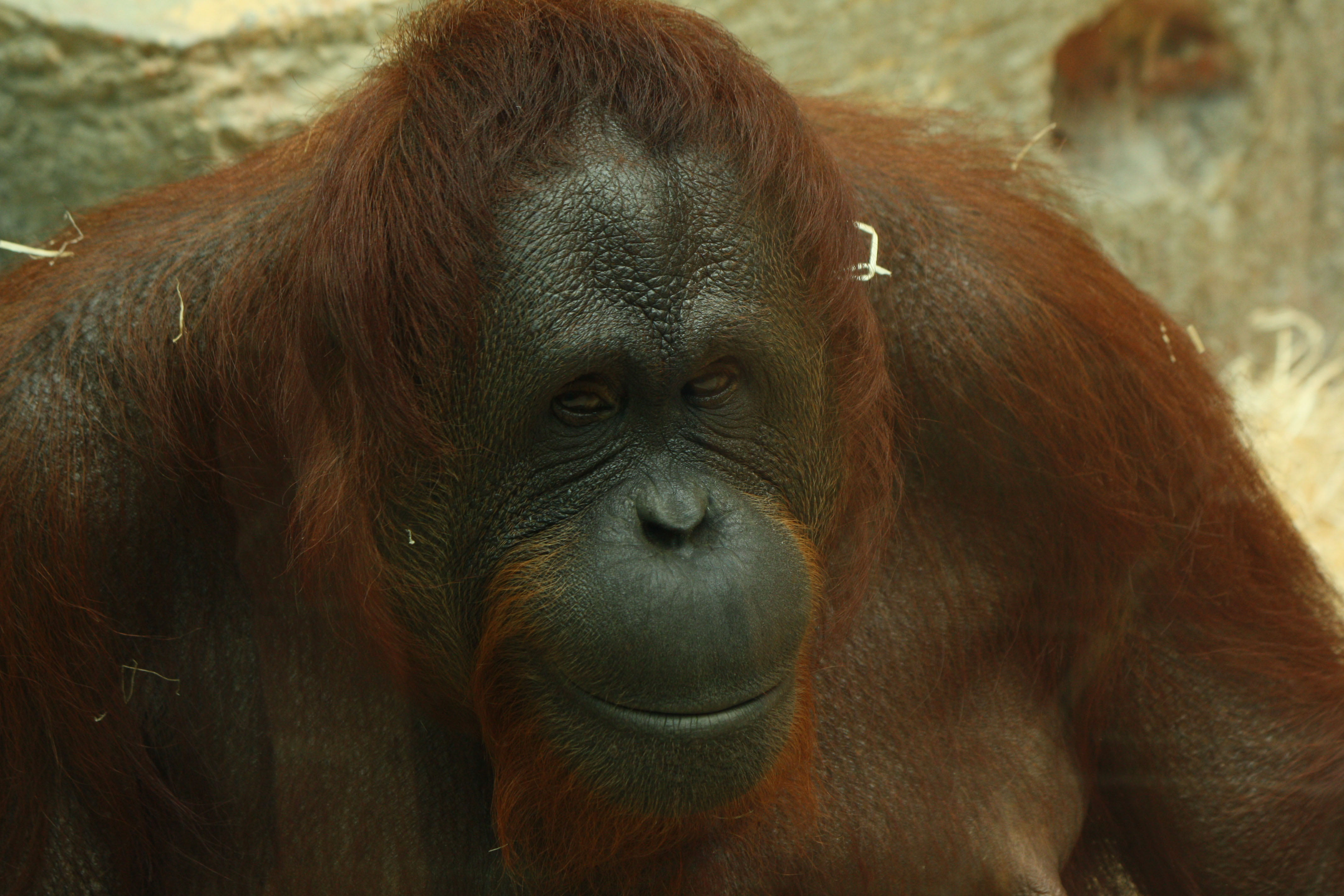 Fonds d'cran Animaux Singes 