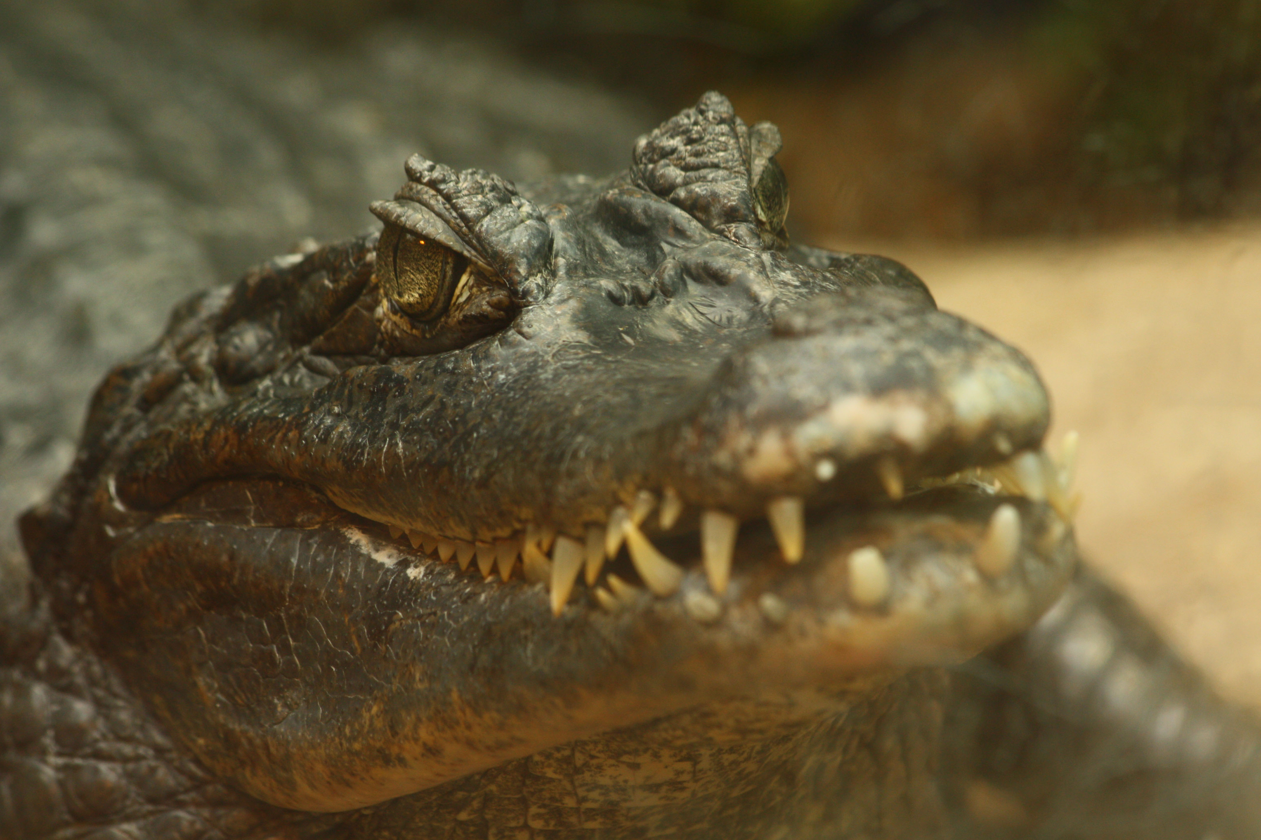 Wallpapers Animals Crocodile - Alligator - Caiman 