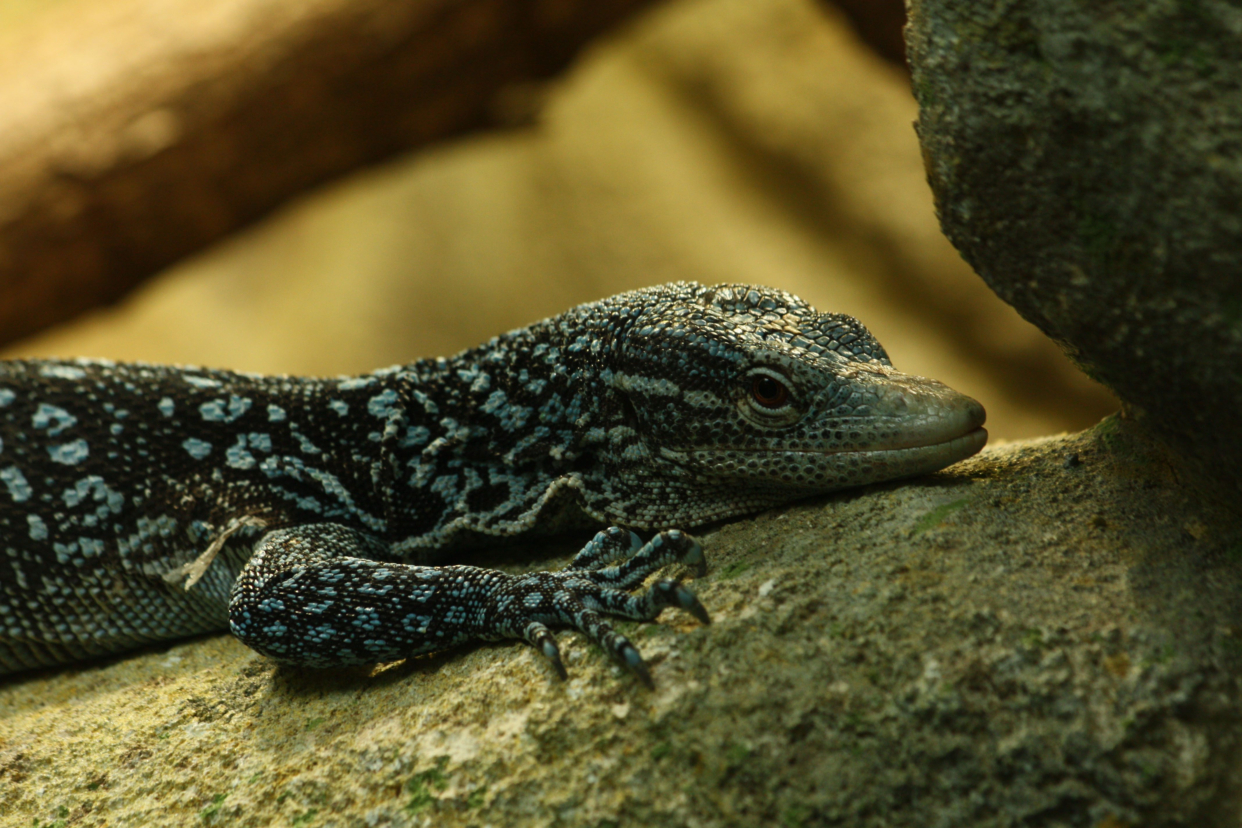 Wallpapers Animals Lizards - Iguanas 