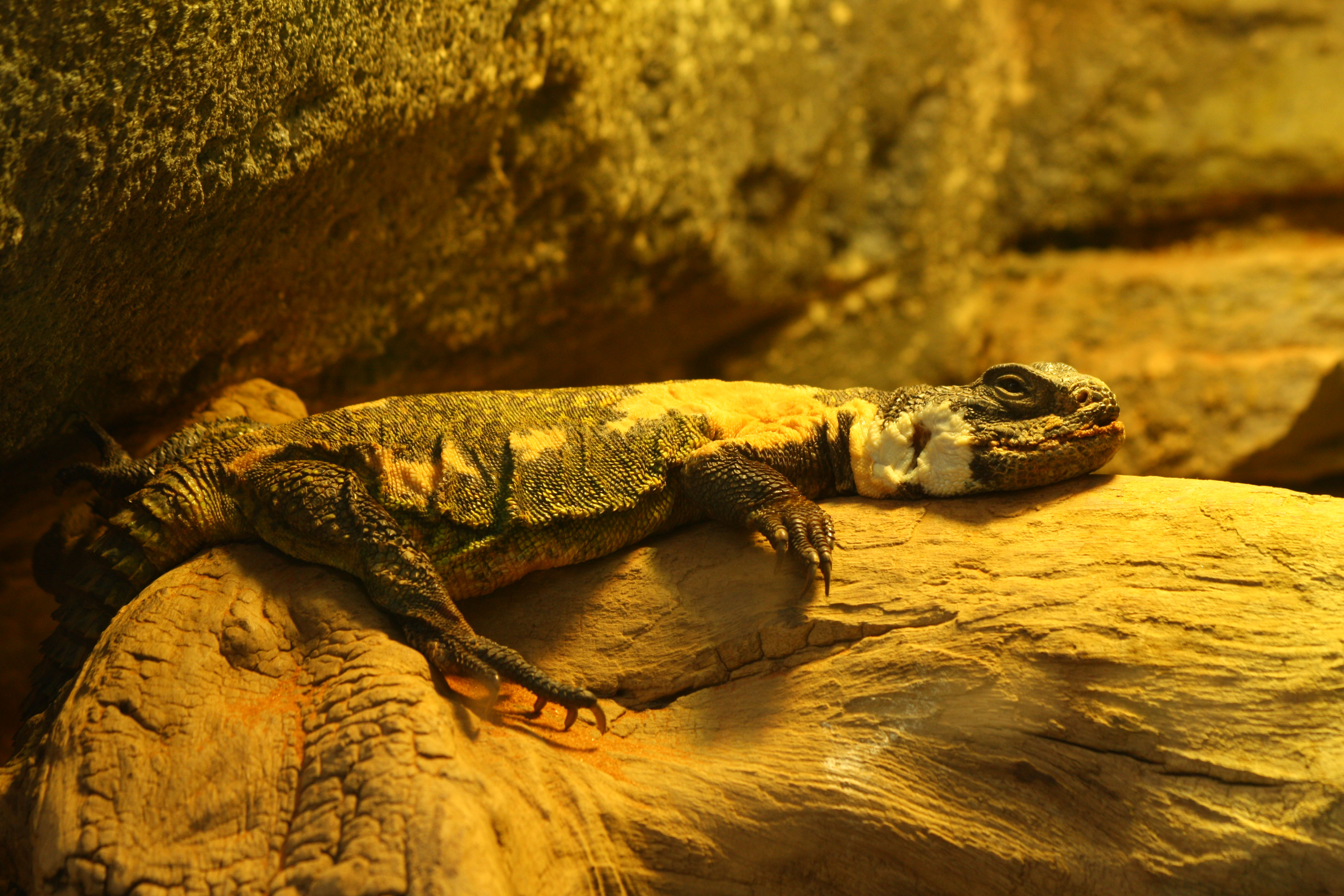 Wallpapers Animals Lizards - Iguanas 