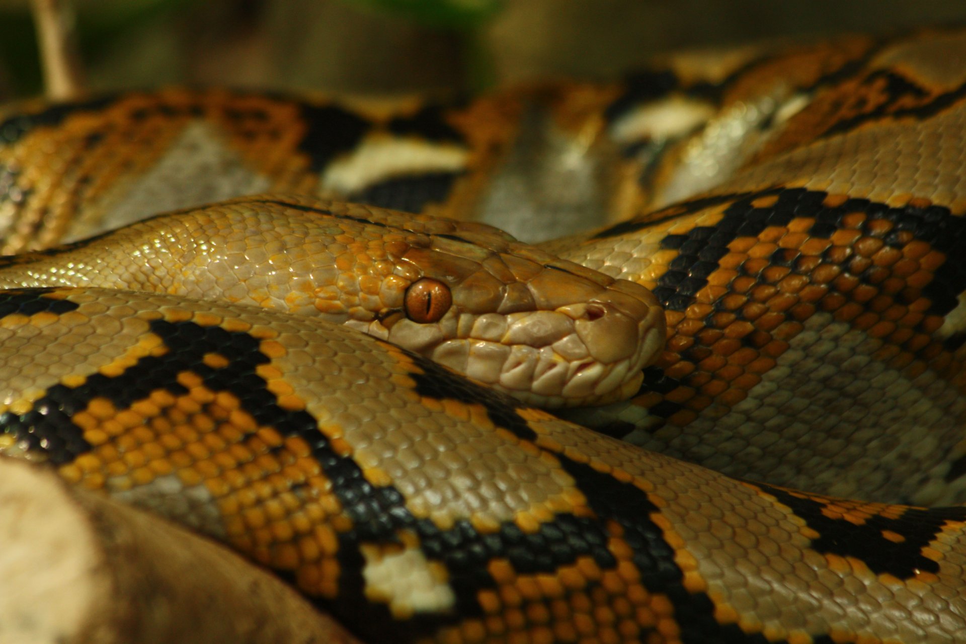 Fonds d'cran Animaux Serpents 