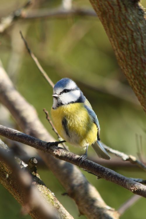 Wallpapers Animals Birds - Chickadees Wallpaper N351674