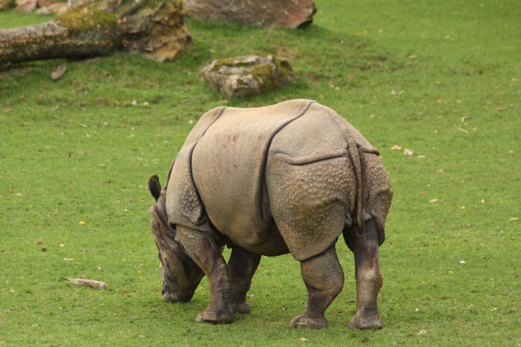 Fonds d'cran Animaux Rhinocros Wallpaper N351532