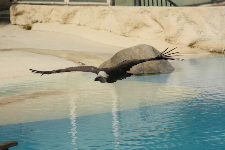 Fonds d'cran Animaux Oiseaux - Vautours Wallpaper N351680