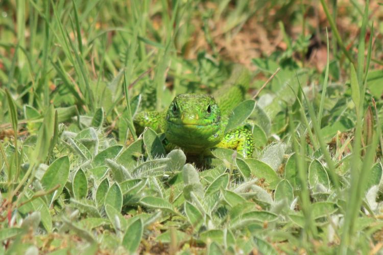 Wallpapers Animals Lizards - Iguanas Wallpaper N351736