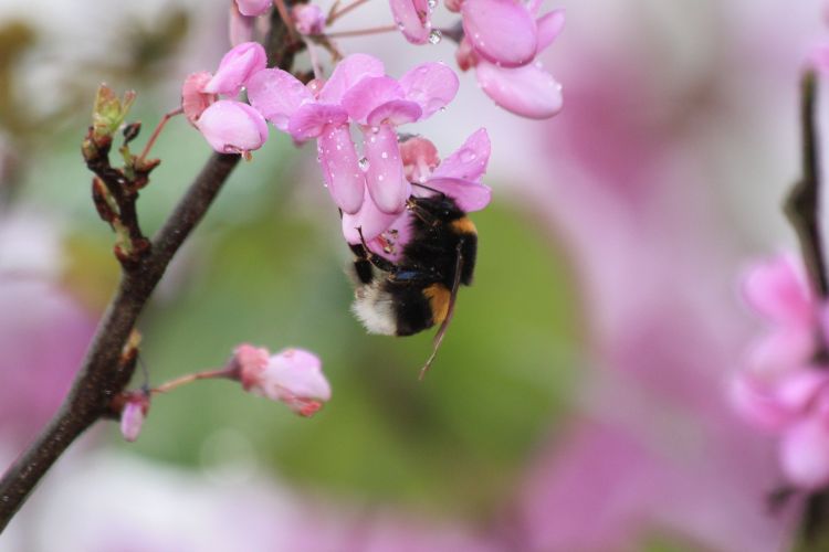 Fonds d'cran Animaux Insectes - Abeilles Gupes ... Wallpaper N351738