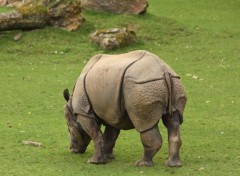  Animaux Image sans titre N351532