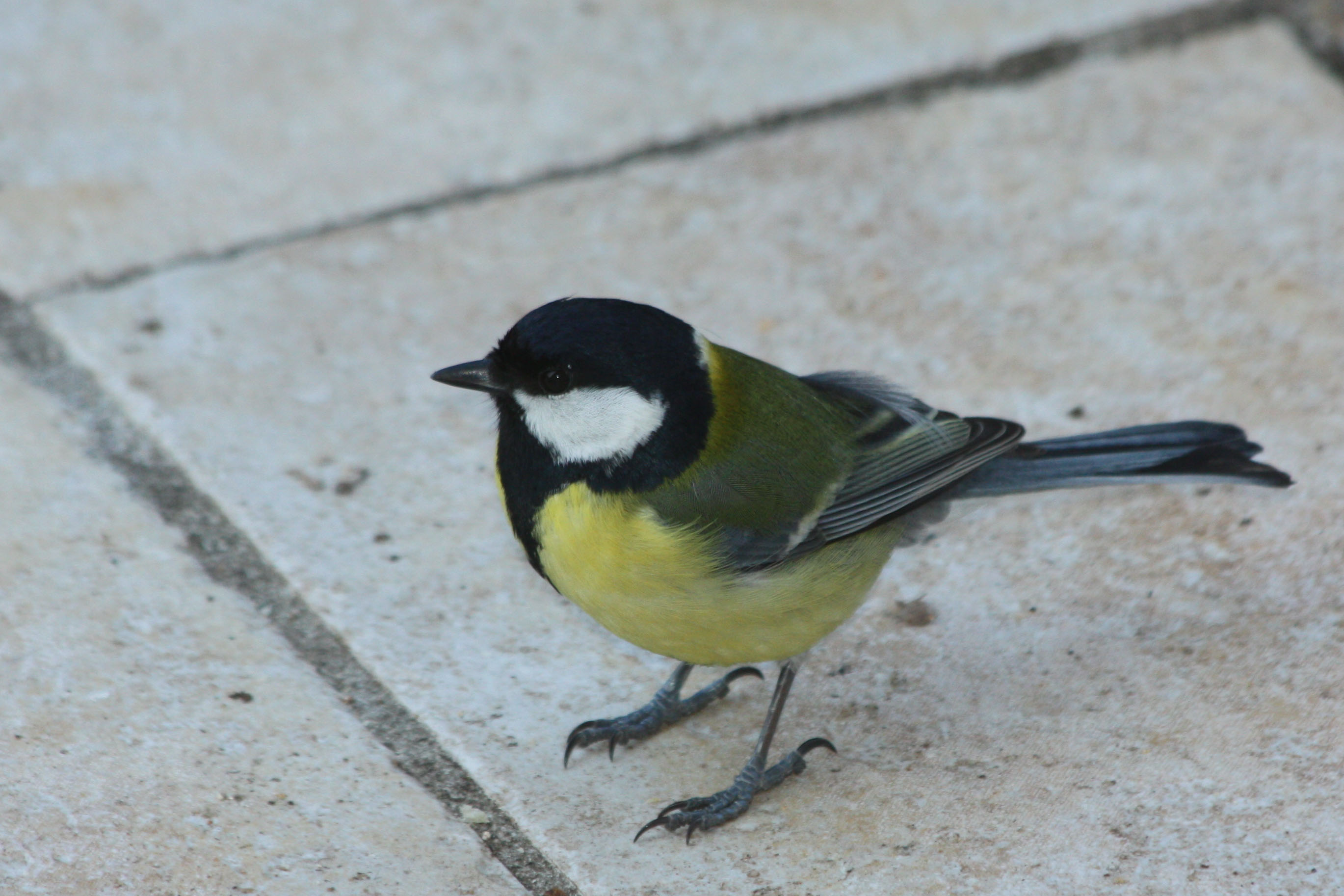 Fonds d'cran Animaux Oiseaux - Msanges 