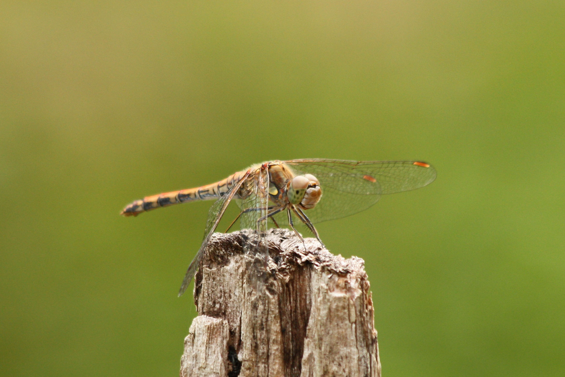 Wallpapers Animals Insects - Dragonflies 