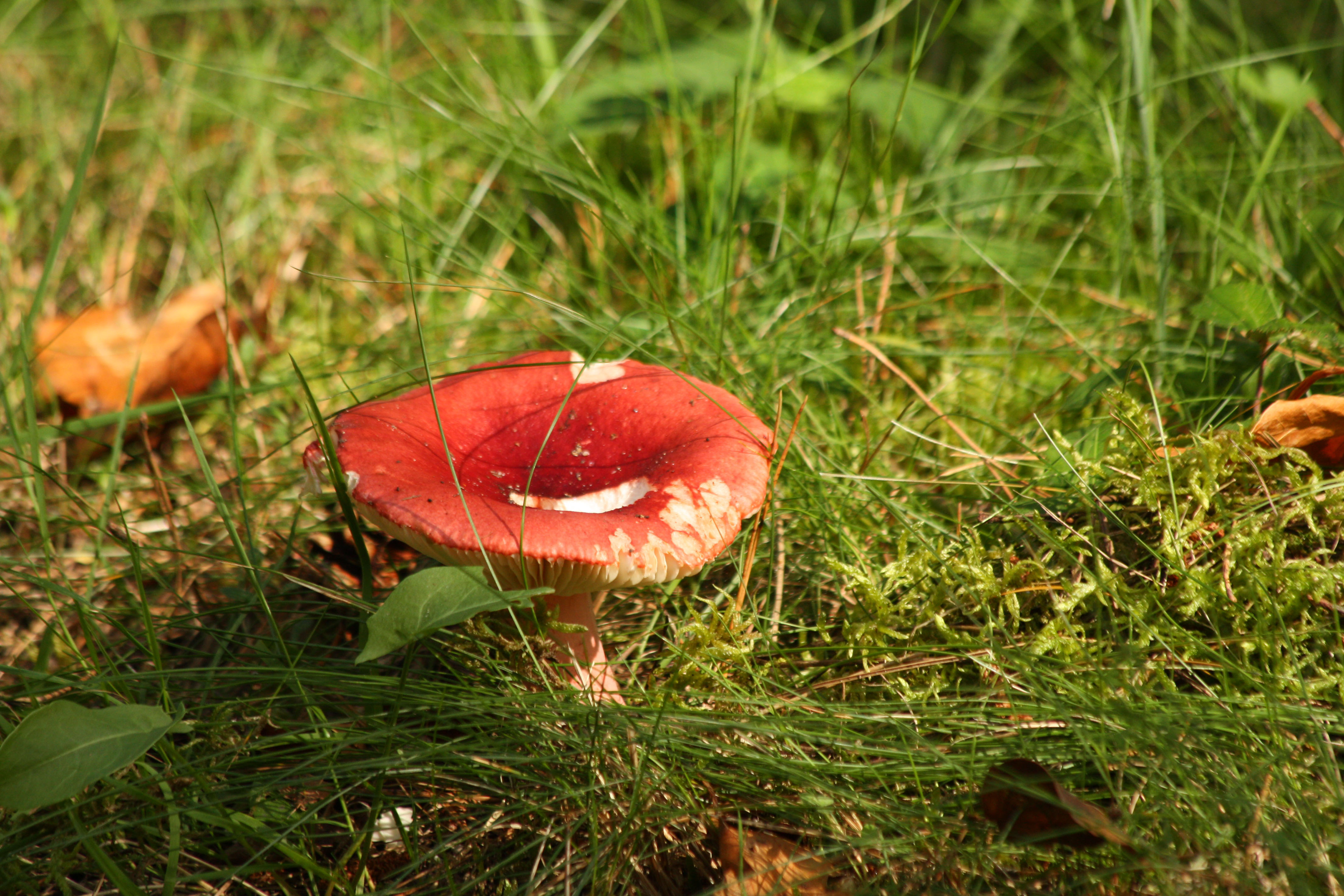 Wallpapers Nature Mushrooms 