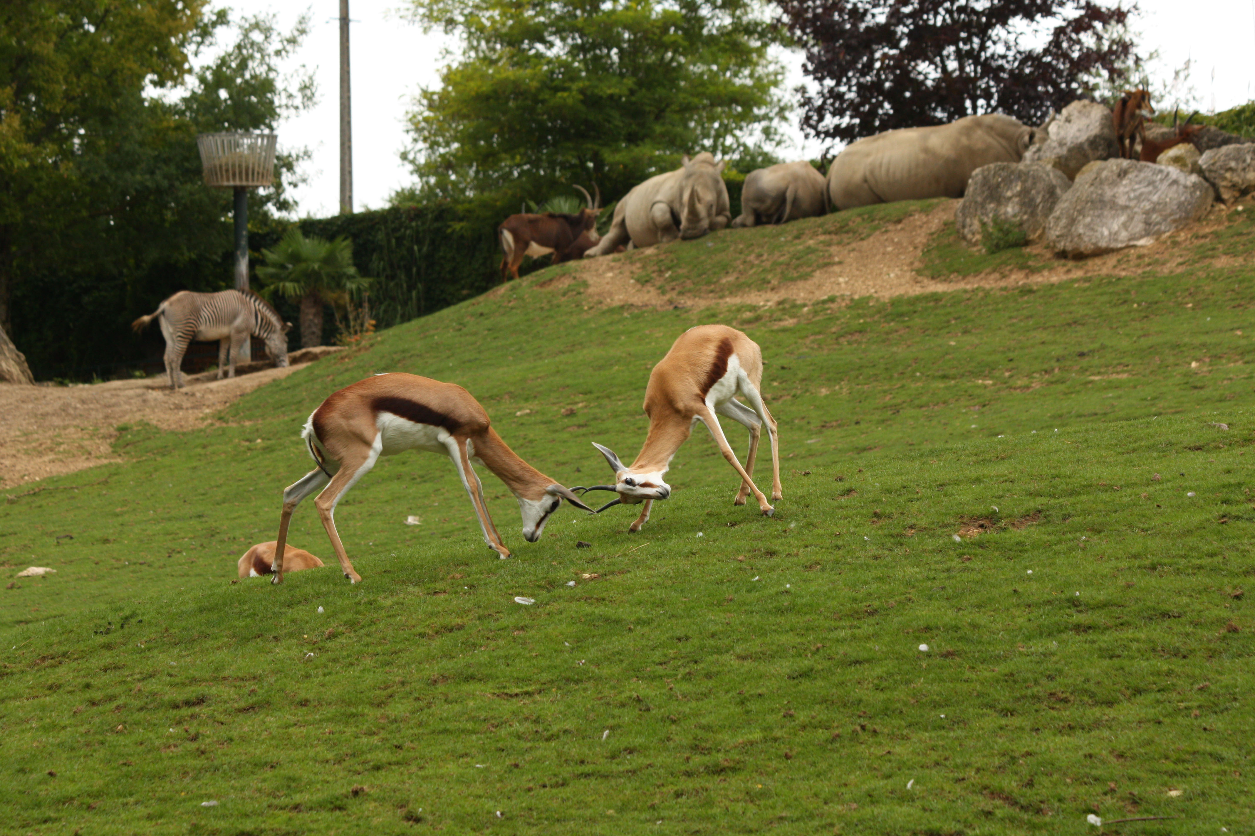 Fonds d'cran Animaux Divers 