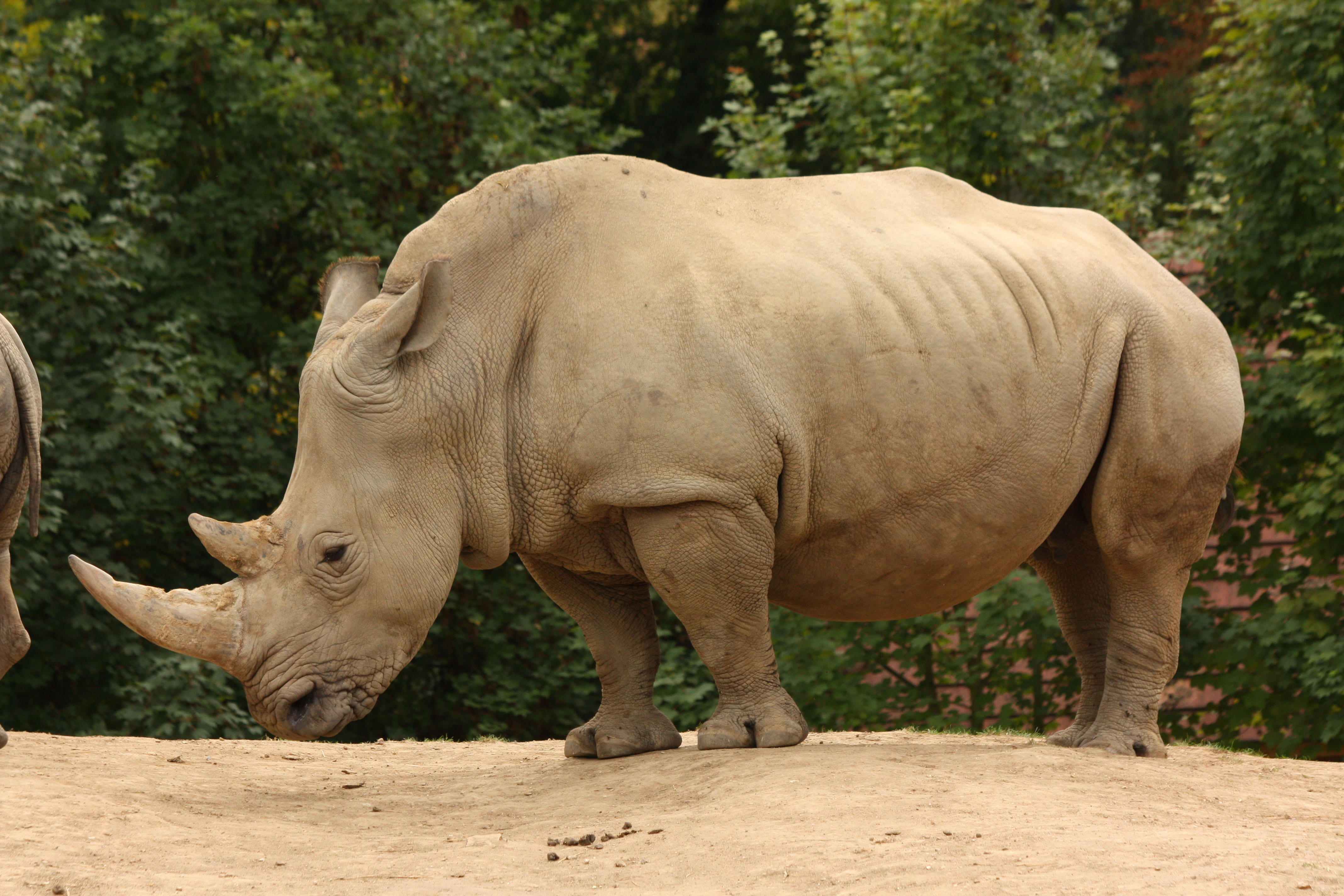 Wallpapers Animals Rhinoceros 