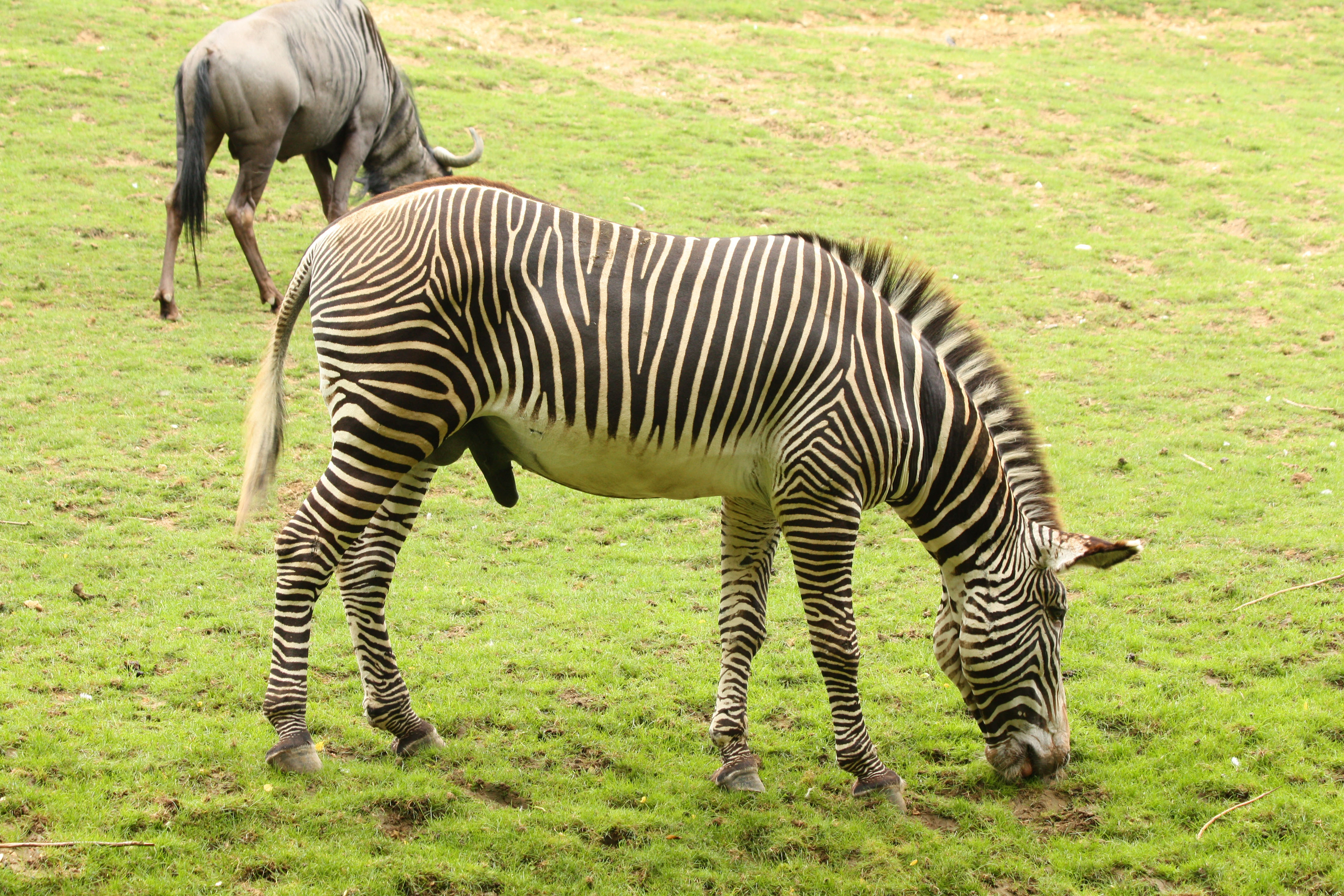 Fonds d'cran Animaux Zbres 