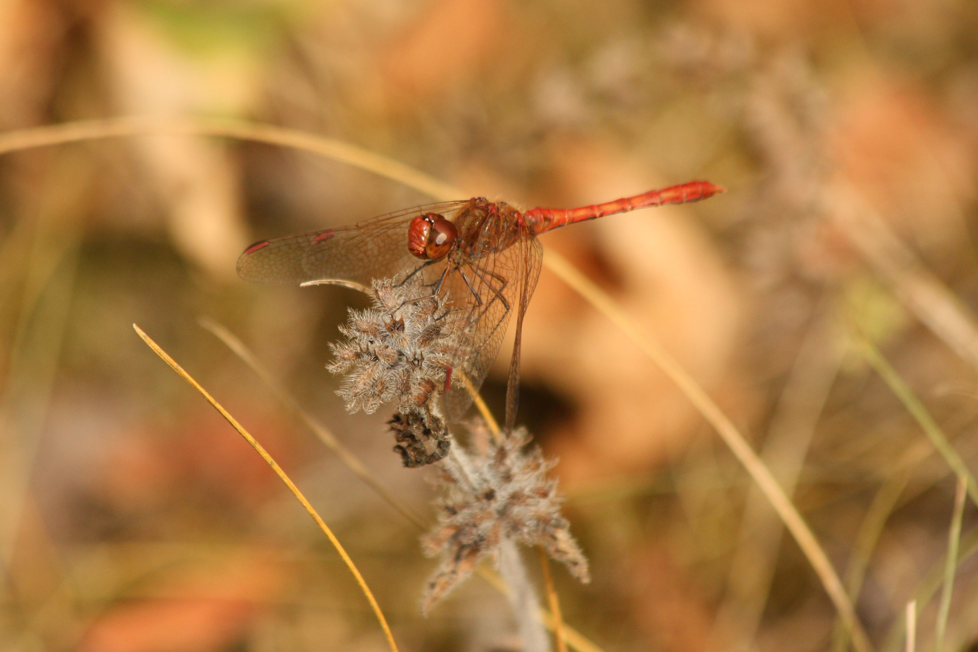 Wallpapers Animals Insects - Dragonflies 