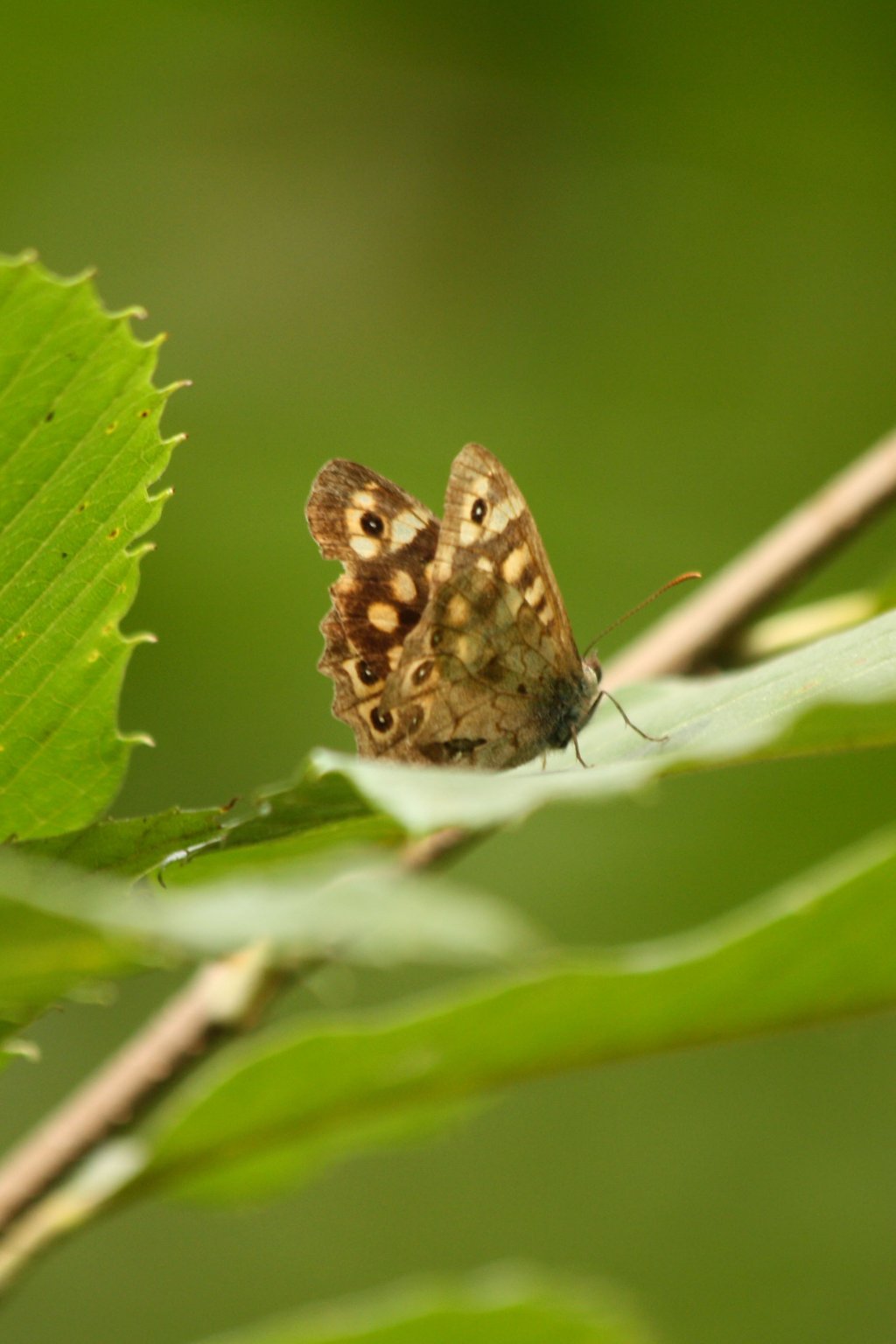 Wallpapers Animals Insects - Butterflies 